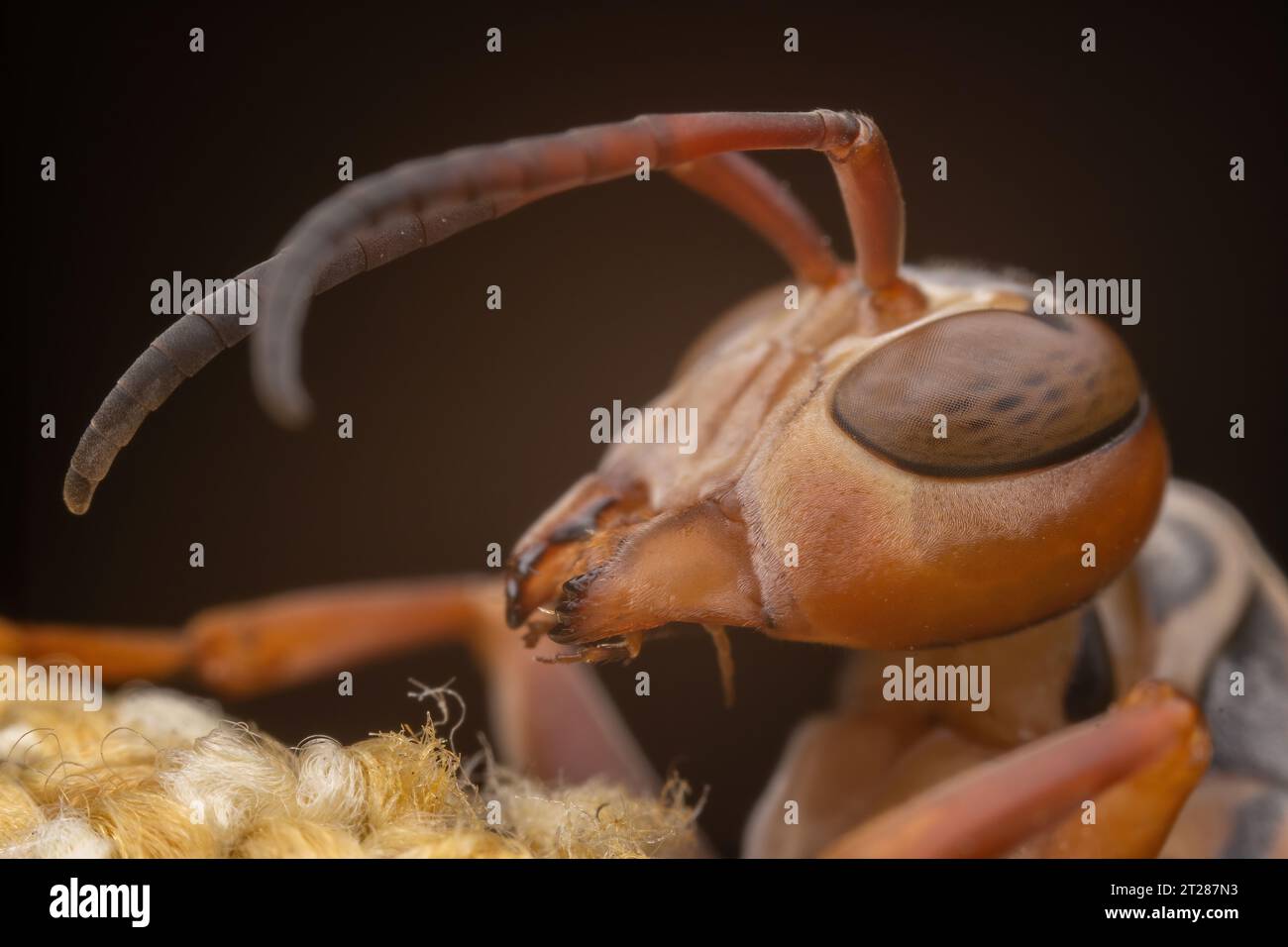 Gros plan d'une guêpe, photo macro Banque D'Images