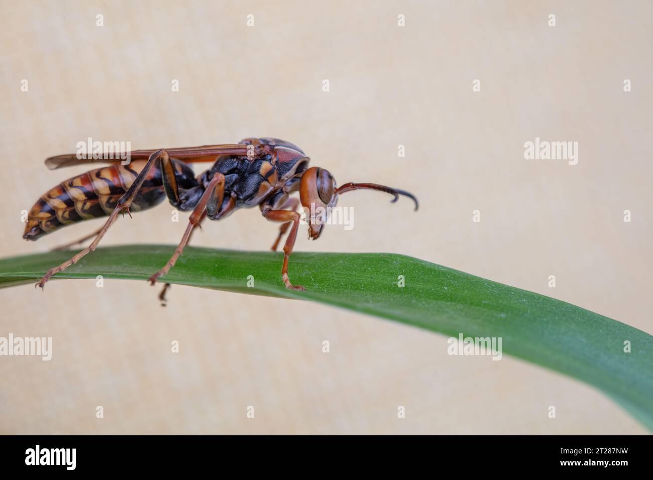 Gros plan d'une guêpe, photo macro Banque D'Images