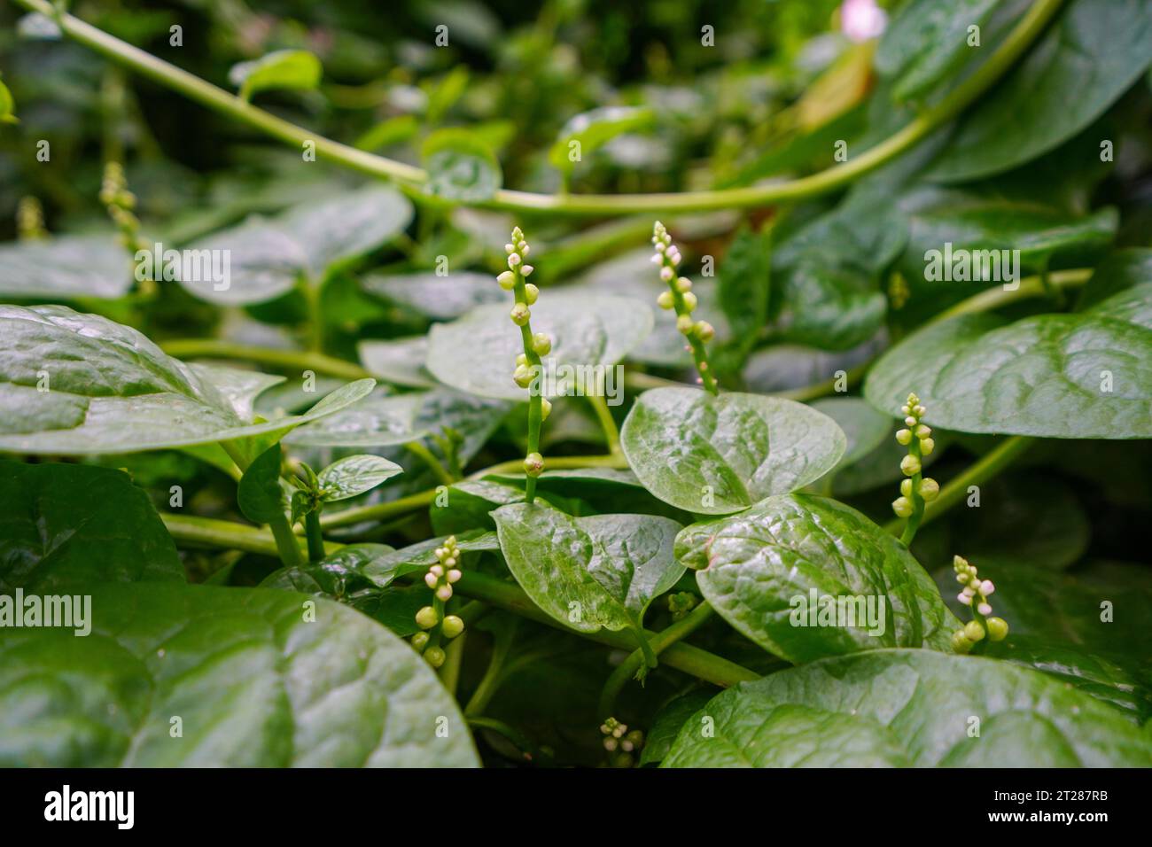 fleur d'épinards malabar dans un jardin Banque D'Images