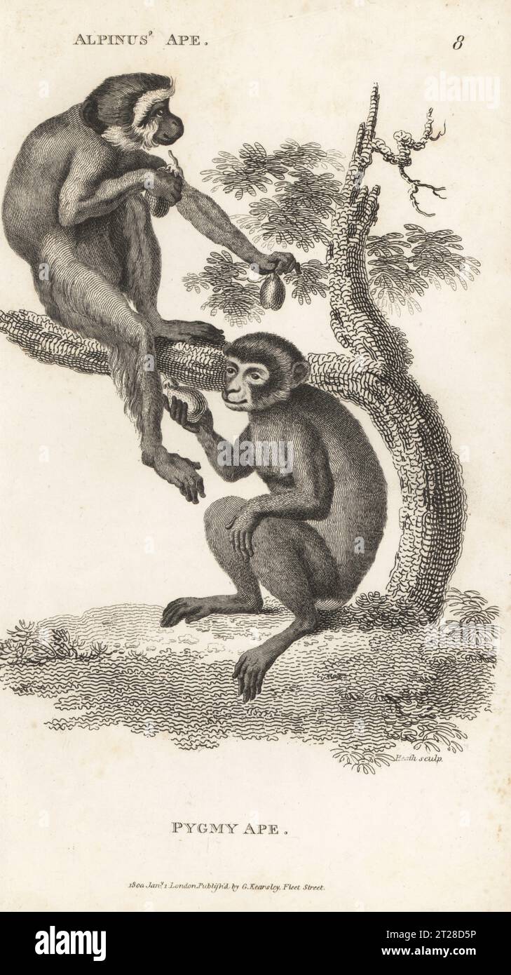 Macaques de barbarie, en voie de disparition, Macaca sylvanus. En tant que singe et singe pygmée d'Alpinus, Simia sylvanus. D'après les illustrations de Prosper Alpinus et une envoyée par Peter Collinson au comte de Buffon. Gravure sur cuivre par James Heath, de George Shaw’s General Zoology : Mammalia, G. Kearsley, Fleet Street, Londres, 1800. Banque D'Images