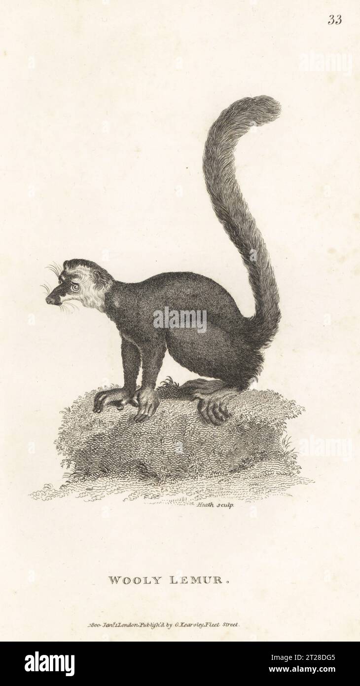 Lémurien Mongoose, Eulemur mongoz. En danger critique. Lémur laineux, Lemur mongoz. D'après une illustration de Jacques de Seve pour le comte de Buffon. Gravure sur cuivre par James Heath, de George Shaw’s General Zoology : Mammalia, G. Kearsley, Fleet Street, Londres, 1800. Banque D'Images