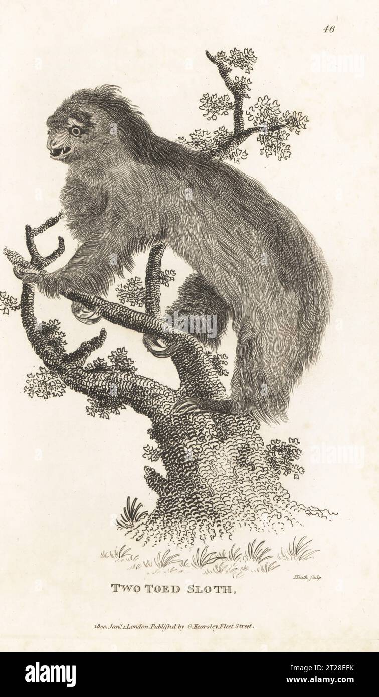 Le paresseux à deux orteils de Linné, Choloepus didactylus. Paresseux à deux orteils, Bradypus didactylus. D'après une illustration de Charles Reuben Ryley dans Museum Leverianum, 1792. Gravure sur cuivre par James Heath, de George Shaw’s General Zoology : Mammalia, G. Kearsley, Fleet Street, Londres, 1800. Banque D'Images