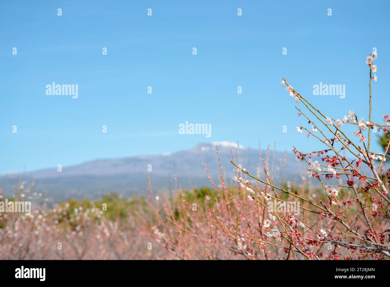 Seogwipo Chilsimni Poetry Park Plum fleur et montagne Hallasan sur l'île de Jeju, Corée Banque D'Images