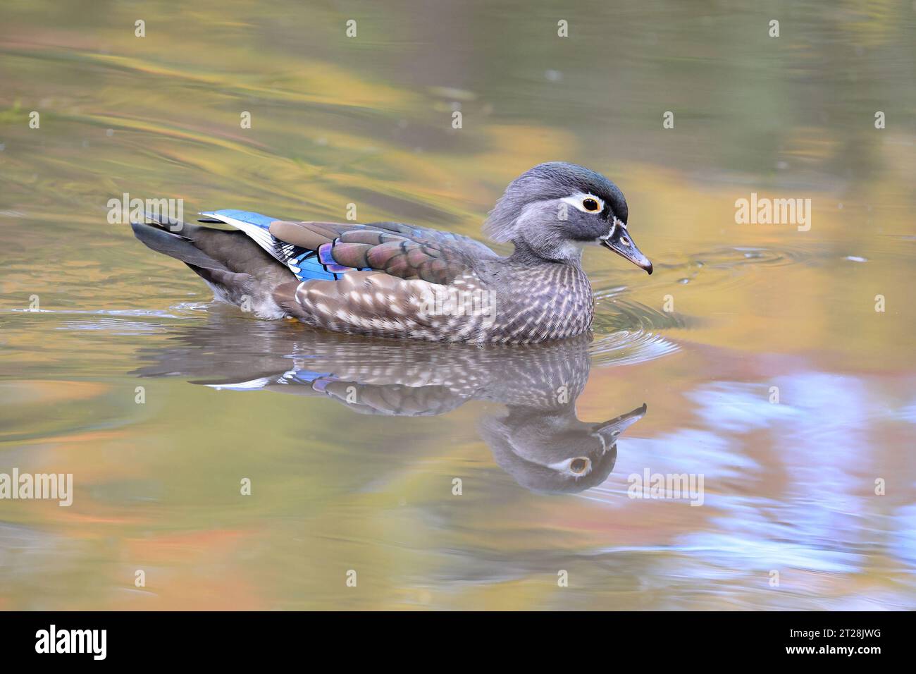 Canard des bois femelle et sa réflexion sur le lac en automne, Québec, Canada Banque D'Images