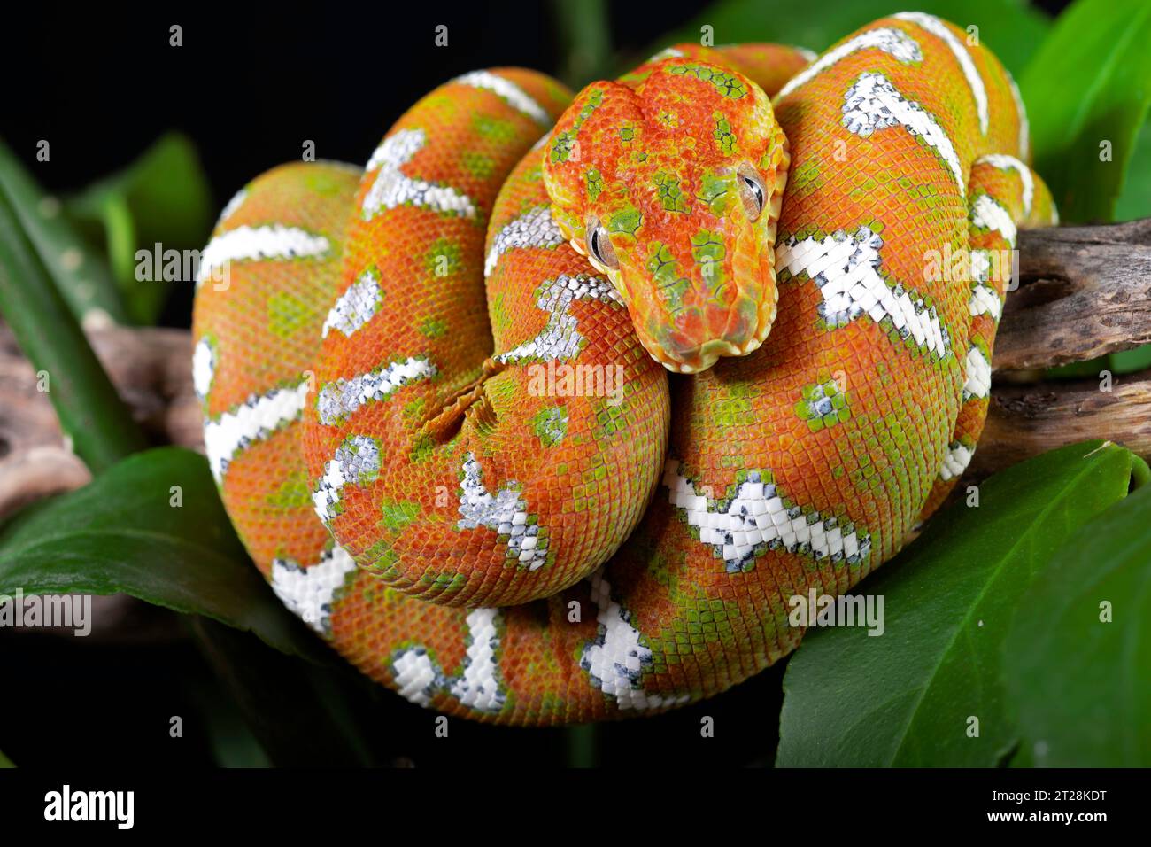 Emerald Tree Boa Banque D'Images