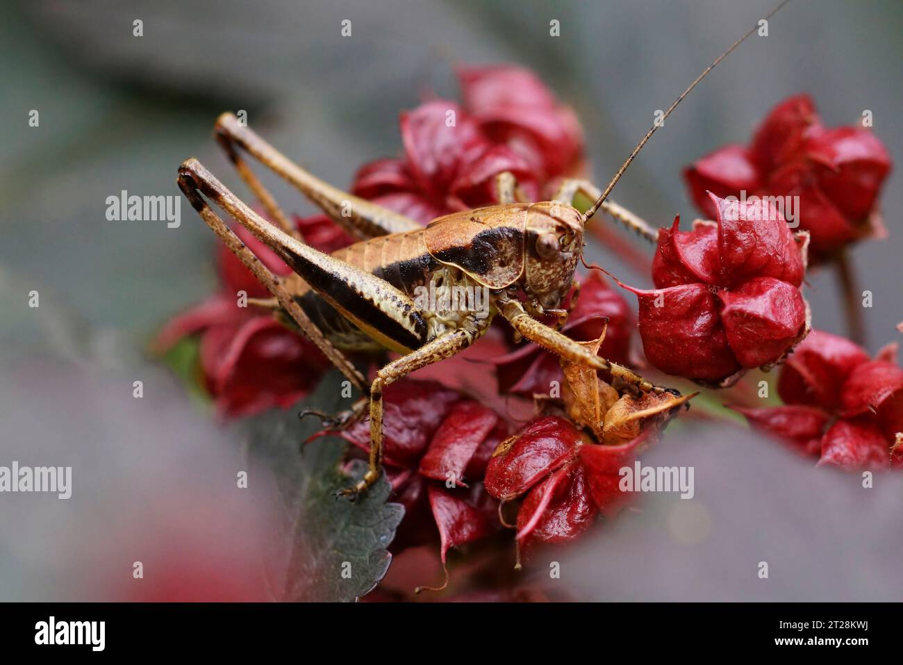 Gros plan facial détaillé sur le Bush-cricket foncé , Pholidoptera griseoaptera dans le jardin Banque D'Images