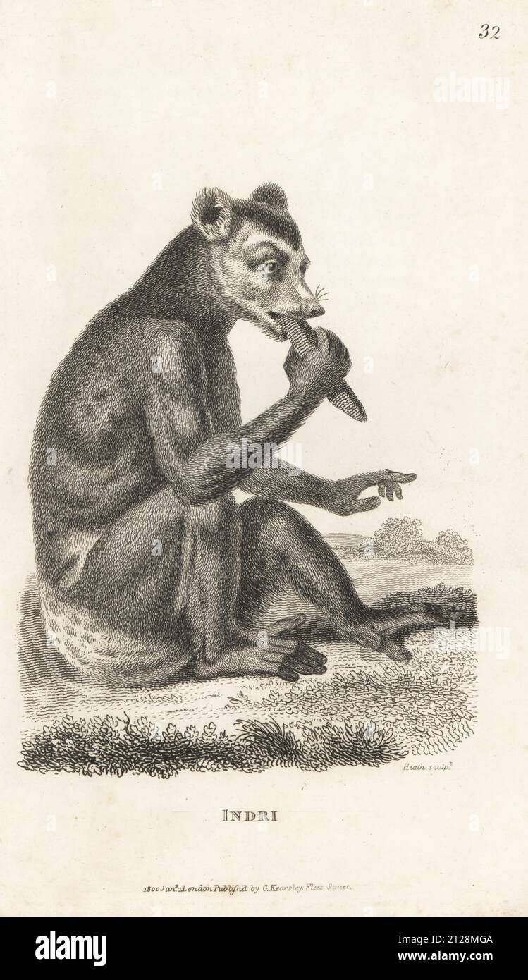 Indri ou babaktoto, Indri indri, en danger critique d'extinction. Indri, Lemur indri. D'après une illustration de Pierre Sonnerat. Gravure sur cuivre par James Heath, de George Shaw’s General Zoology : Mammalia, G. Kearsley, Fleet Street, Londres, 1800. Banque D'Images