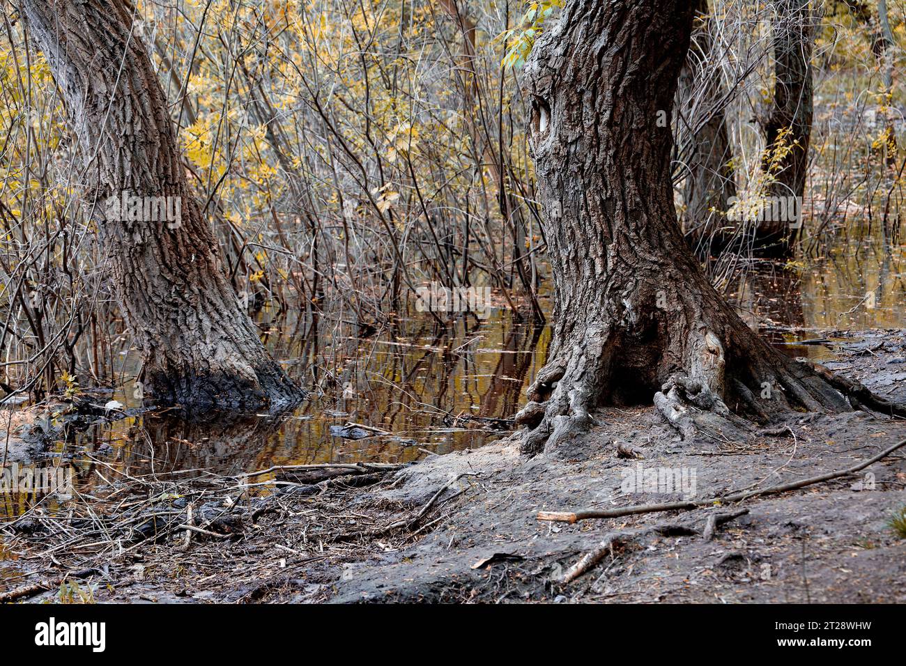 Image d'arbres et de buissons près de l'eau avec des feuilles jaunes Banque D'Images
