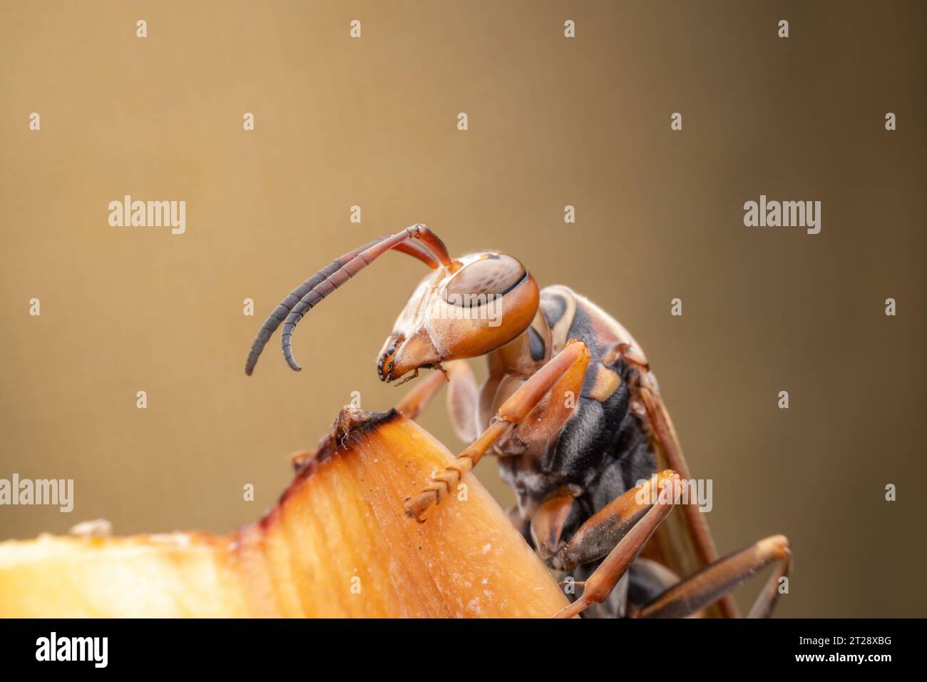 Gros plan d'une guêpe, photo macro Banque D'Images