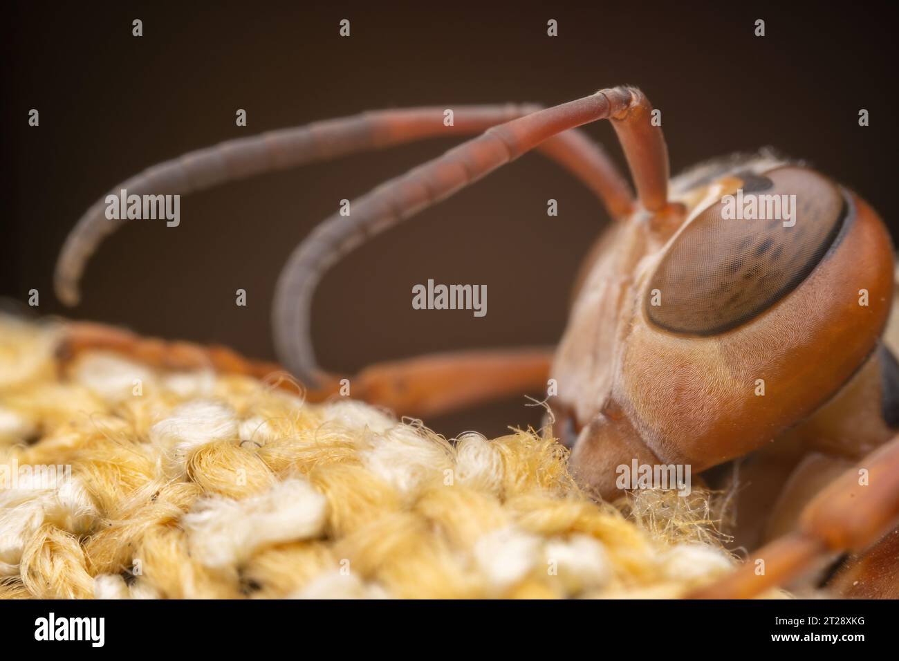 Gros plan d'une guêpe, photo macro Banque D'Images