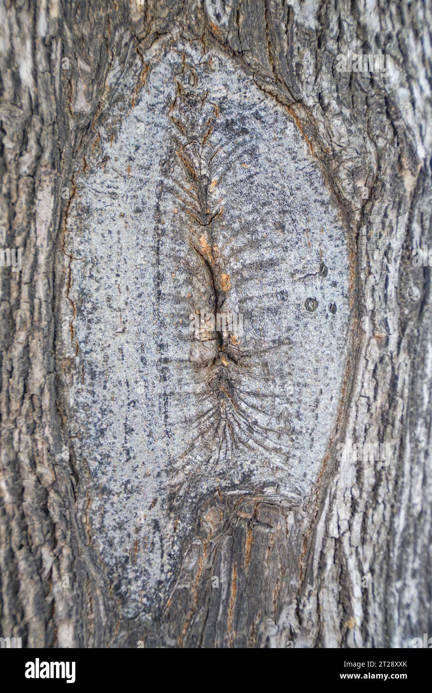 Cicatrices sur les arbres, photos en gros plan Banque D'Images