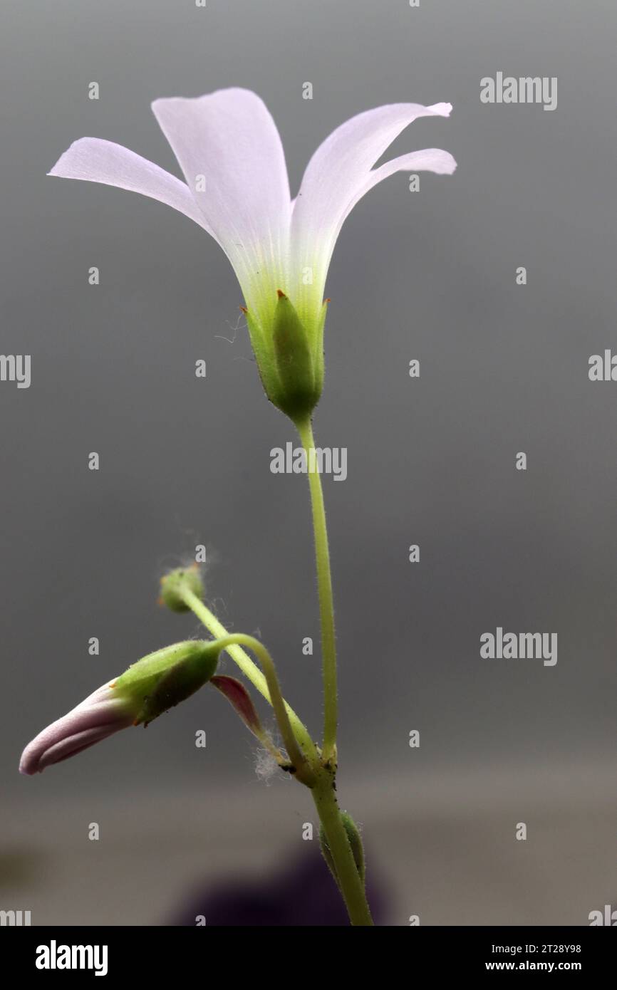 Belles fleurs (Oxalis triangularis) fleurissant. Banque D'Images