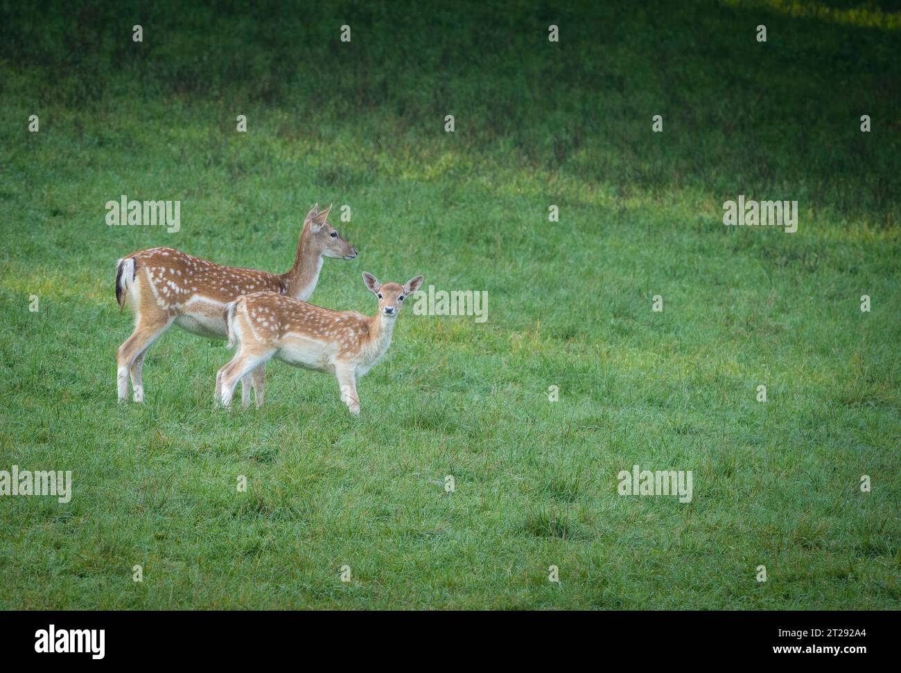 Mère et bébé de cerfs de jachère Banque D'Images