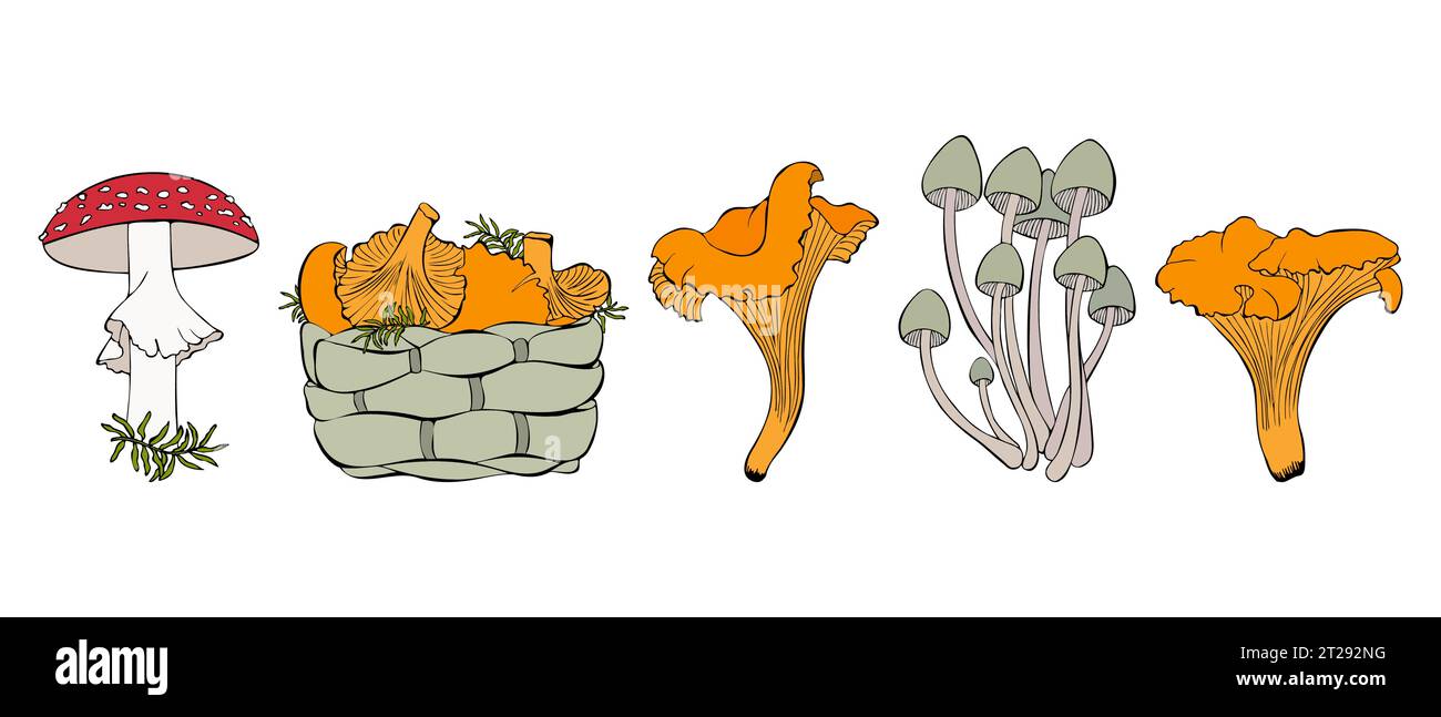 Croquis avec champignons dessinés à la main et panier de chanterelles, agaric de mouche et chanterelles, isolé, fond blanc. Illustration vectorielle Illustration de Vecteur