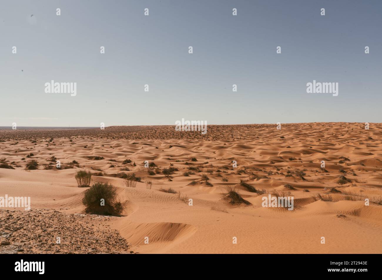 Sahara Desert Dunes - Trail à travers le désert Banque D'Images