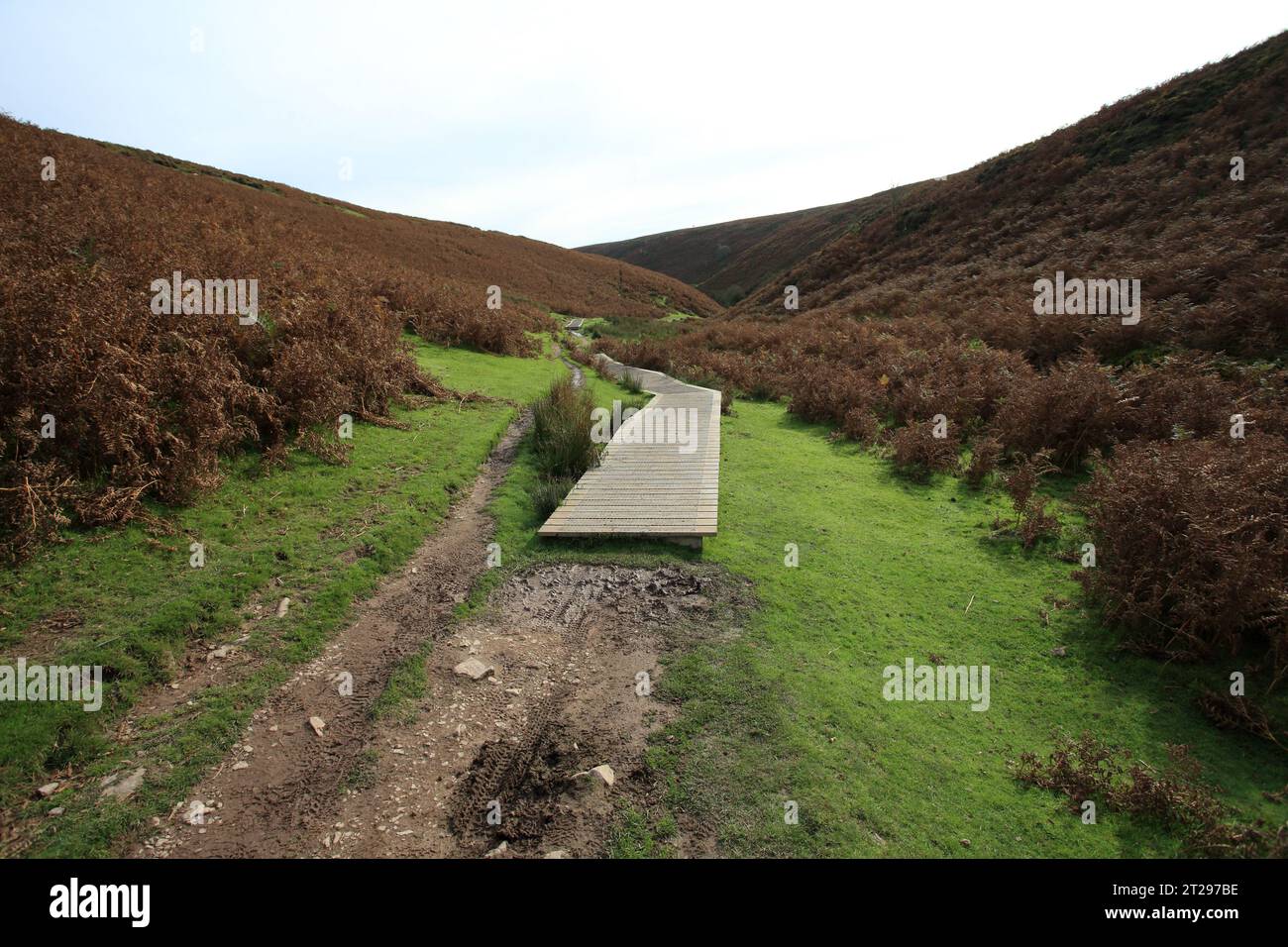 Promenade sur une section marécageuse de sentier sur le long mynd, Church Stretton, Shropshire, Angleterre, Royaume-Uni. Banque D'Images