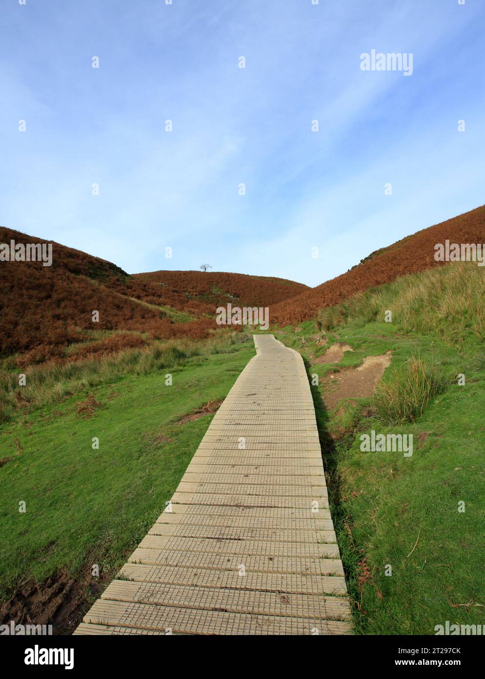 Promenade sur une section marécageuse de sentier sur le long mynd, Church Stretton, Shropshire, Angleterre, Royaume-Uni. Banque D'Images