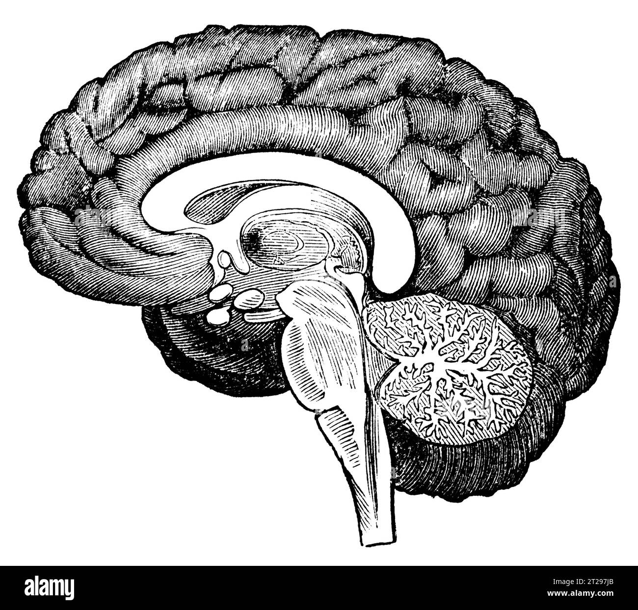 Illustration restaurée numériquement de 'The Condensed American Encyclopedia', publiée au 19e siècle. Banque D'Images