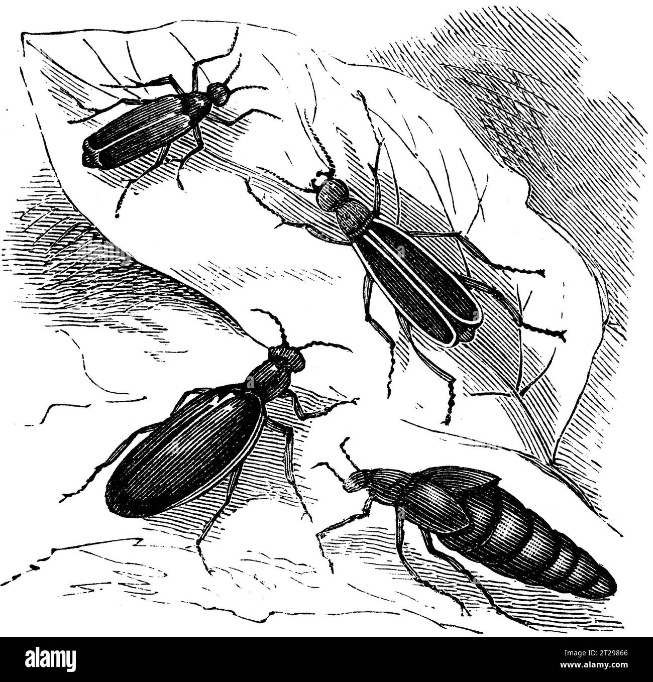 Lytta vesicatoria, illustration restaurée numériquement de 'The Condensed American Encyclopedia', publiée au 19e siècle. Banque D'Images