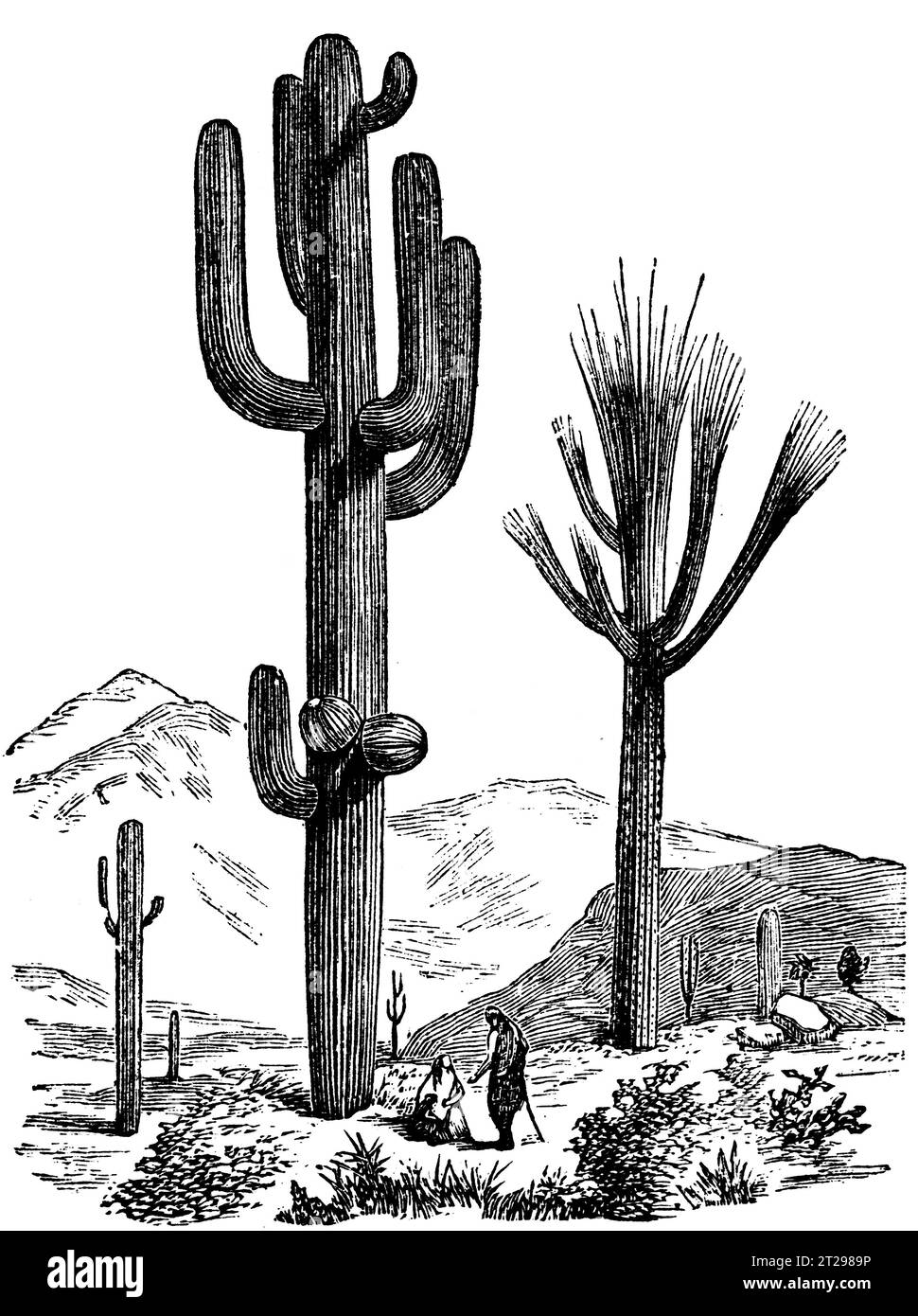 Carnegiea gigantea, illustration restaurée numériquement de 'The Condensed American Encyclopedia', publiée au 19e siècle. Banque D'Images