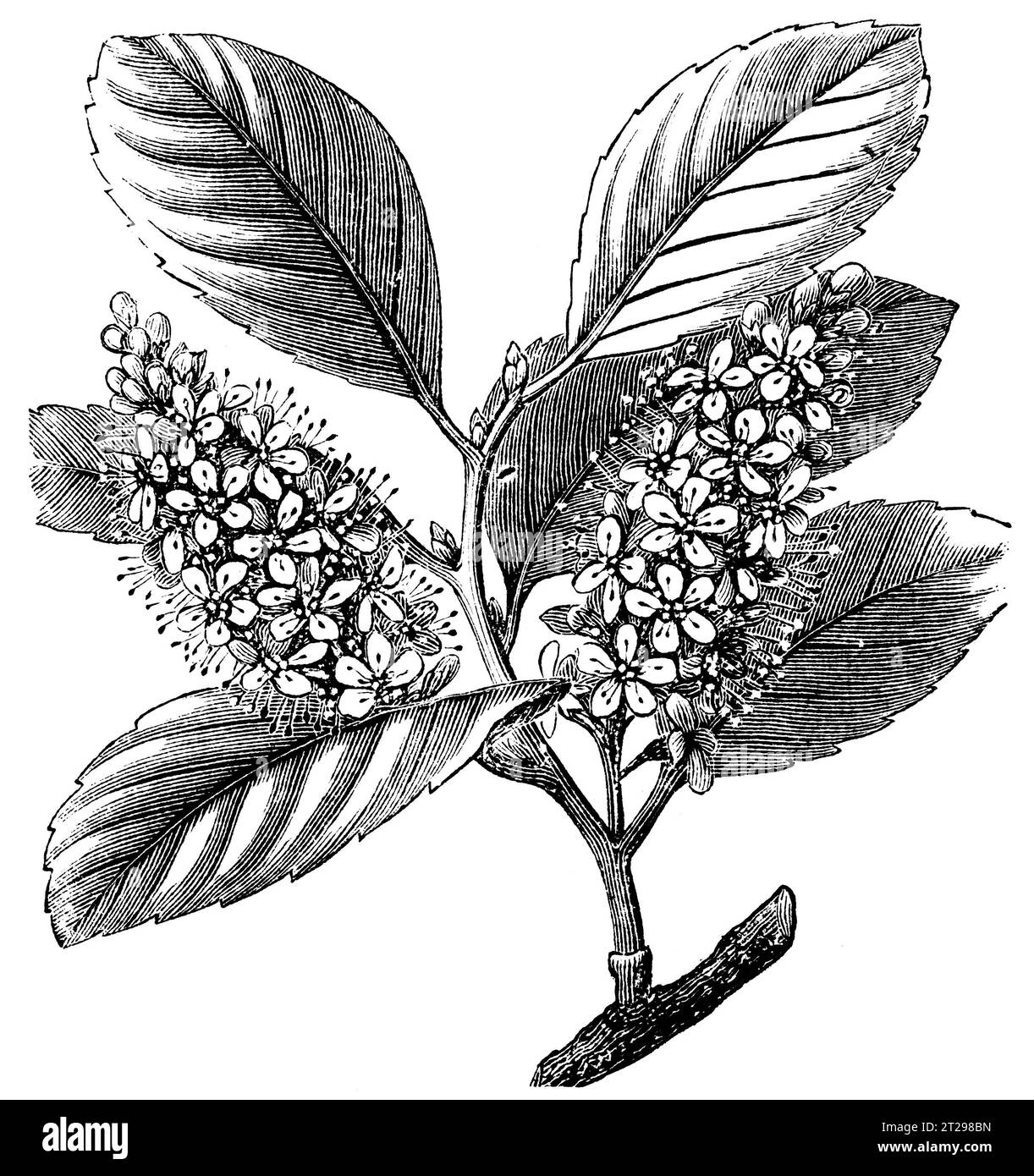 Prunus laurocerasus, illustration restaurée numériquement de 'The Condensed American Encyclopedia', publiée au 19e siècle. Banque D'Images