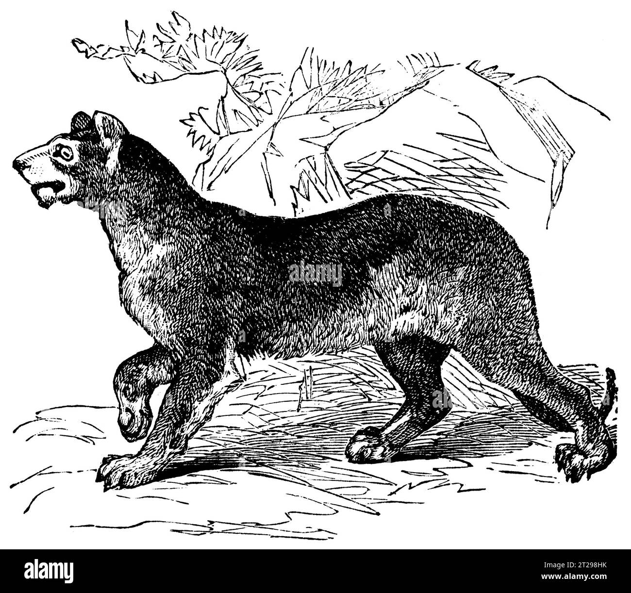 Illustration restaurée numériquement de 'The Condensed American Encyclopedia', publiée au 19e siècle. Banque D'Images