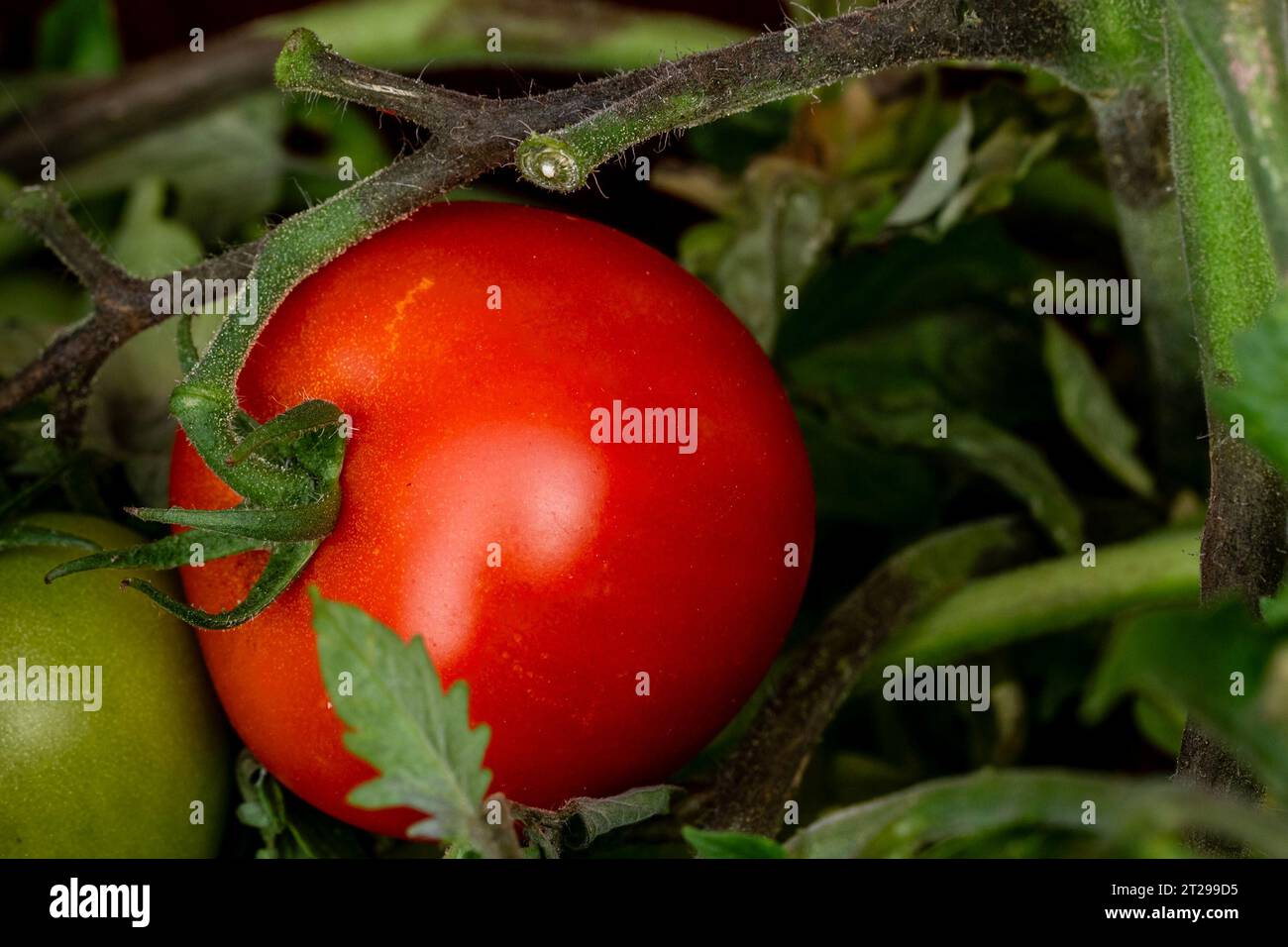 Tomates maison rouges mûres et vertes non mûres sur plante de tomate poussant à l'extérieur dans le jardin, Cambridgeshire, Angleterre Banque D'Images