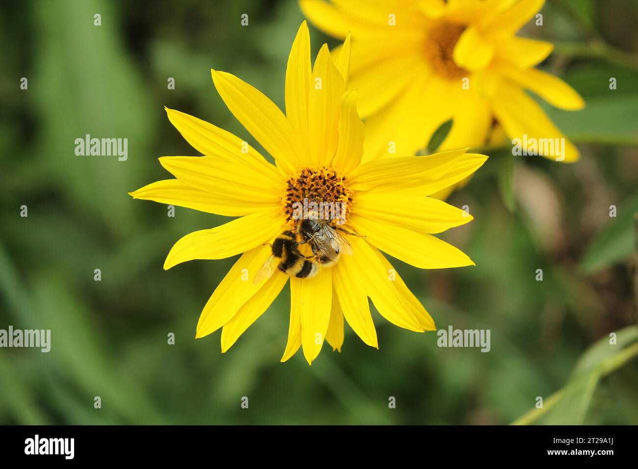 Les gros bourdons de terre (Bombus terrestris) se nourrissent de nectar dans une usine énergétique à fleurs de silphia (Silphium perfoliatum), Allgaeu, Bavière, Allemagne Banque D'Images