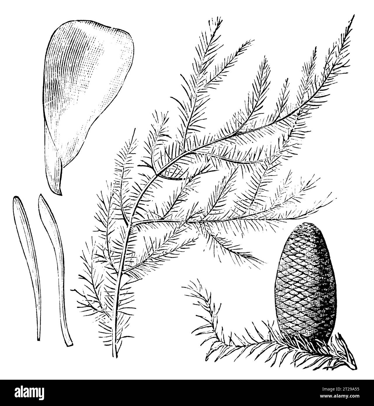 Abies grandis, restauré numériquement à partir de 'The Condensed American Encyclopedia' publié en 1882. Banque D'Images