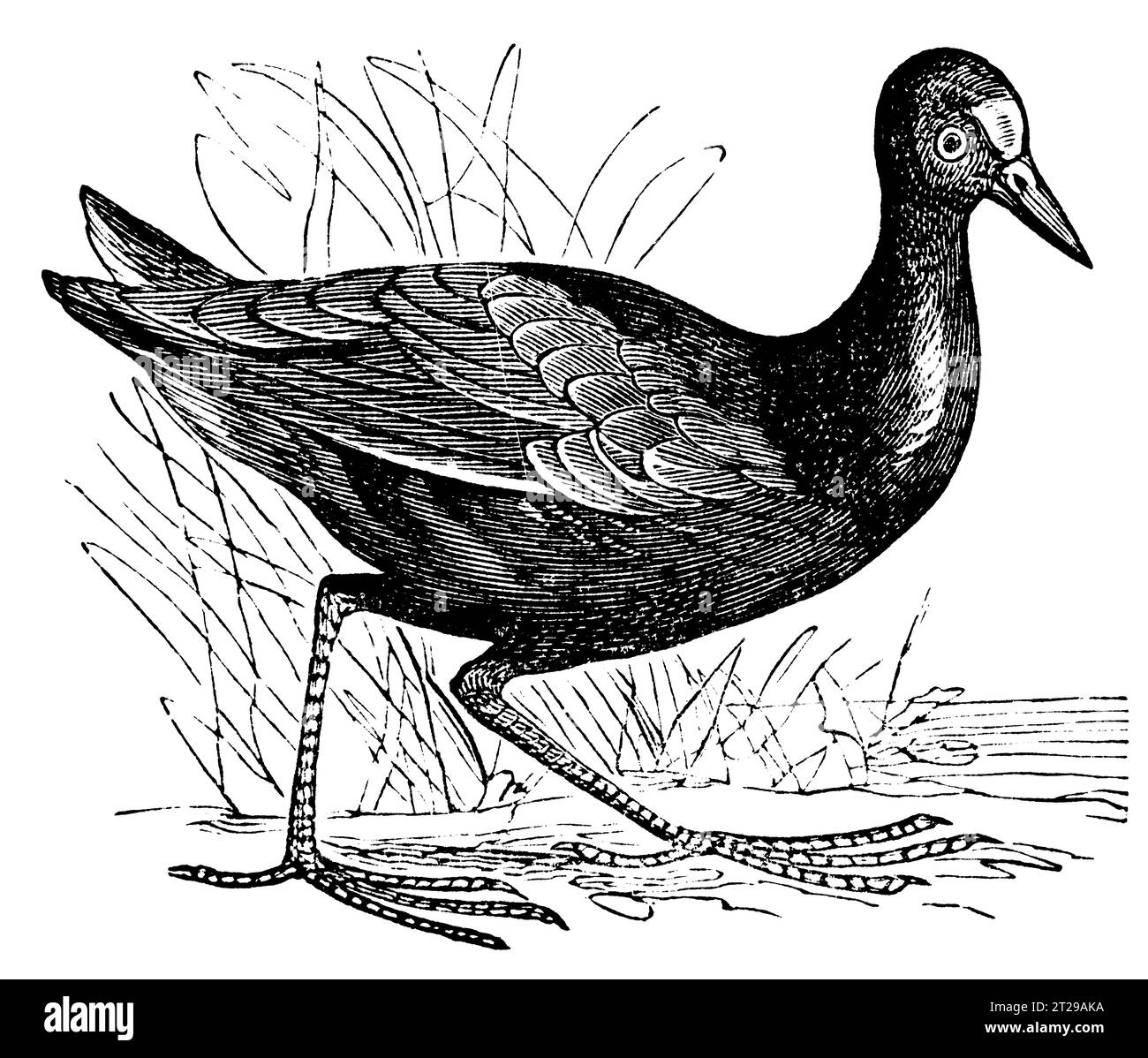 Restauré numériquement à partir de 'The Condensed American Encyclopedia' publié en 1882. Banque D'Images