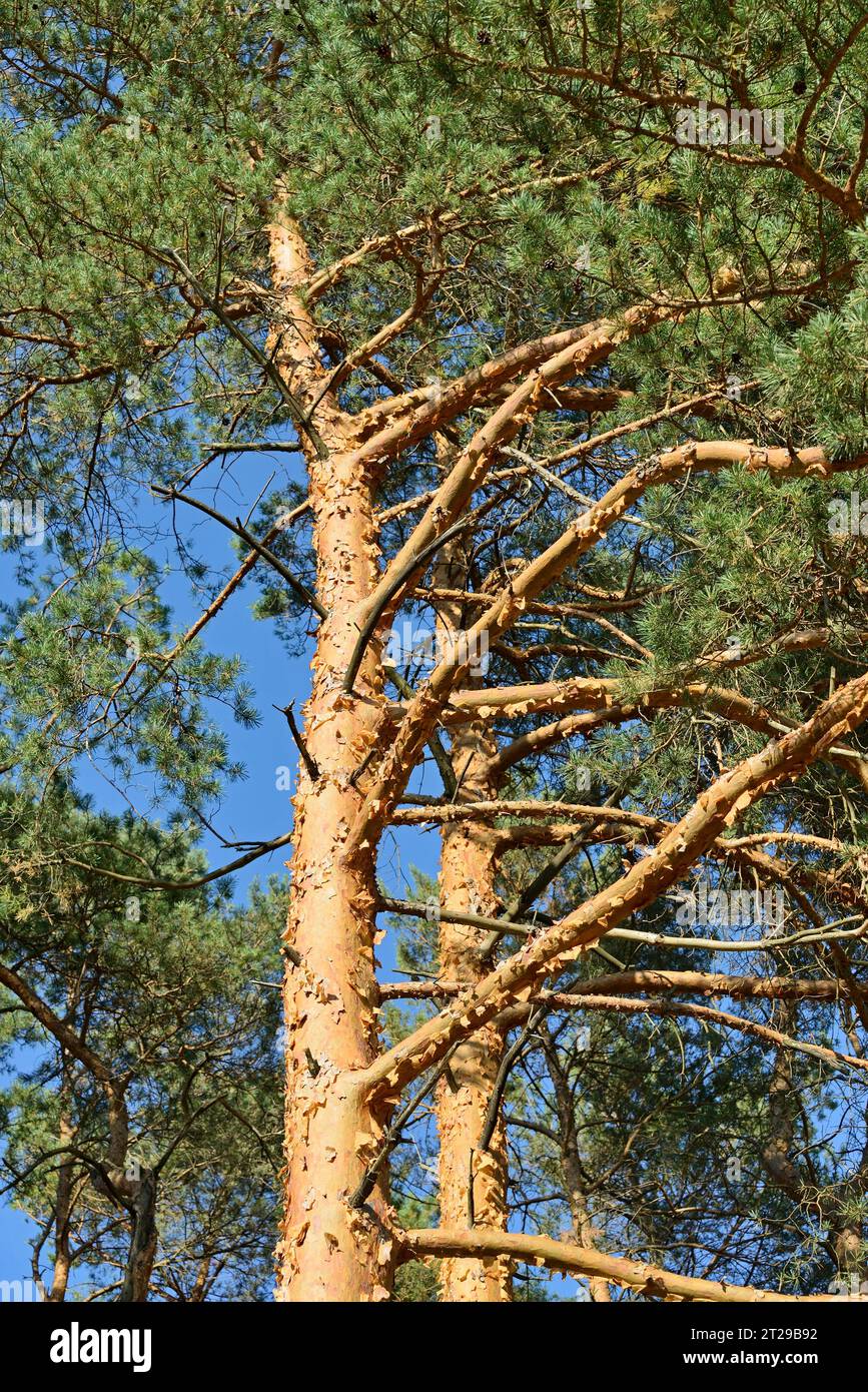 Conifères, pins (Pinus) à écorce fine et écailleuse, parc naturel de Suedheide, Lueneburg Heath, Basse-Saxe, Allemagne Banque D'Images