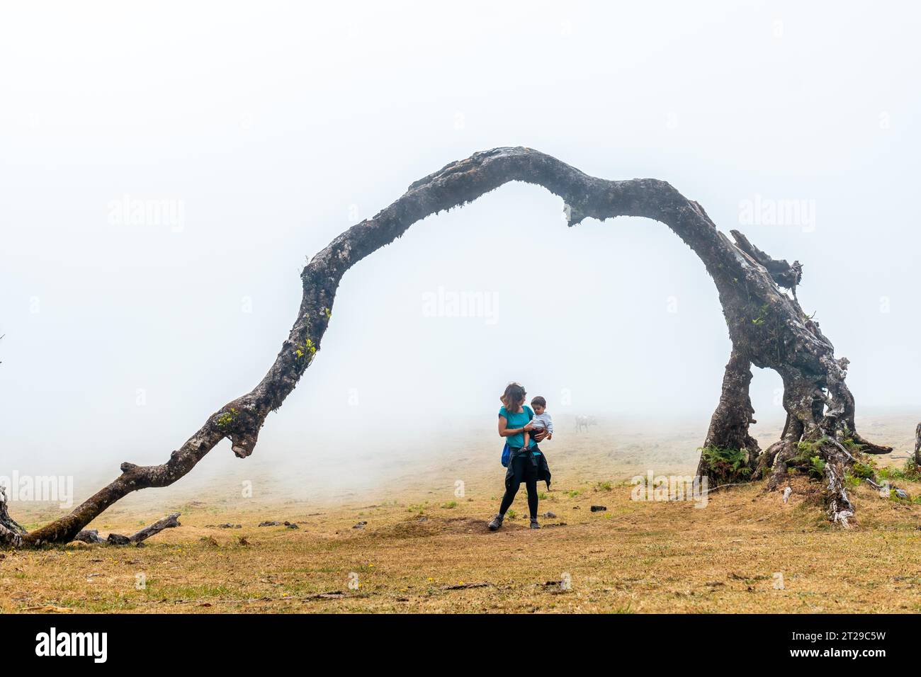 Forêt fanale avec brouillard à Madère, Laurier millénaires, mère dans la voûte d'un arbre Banque D'Images