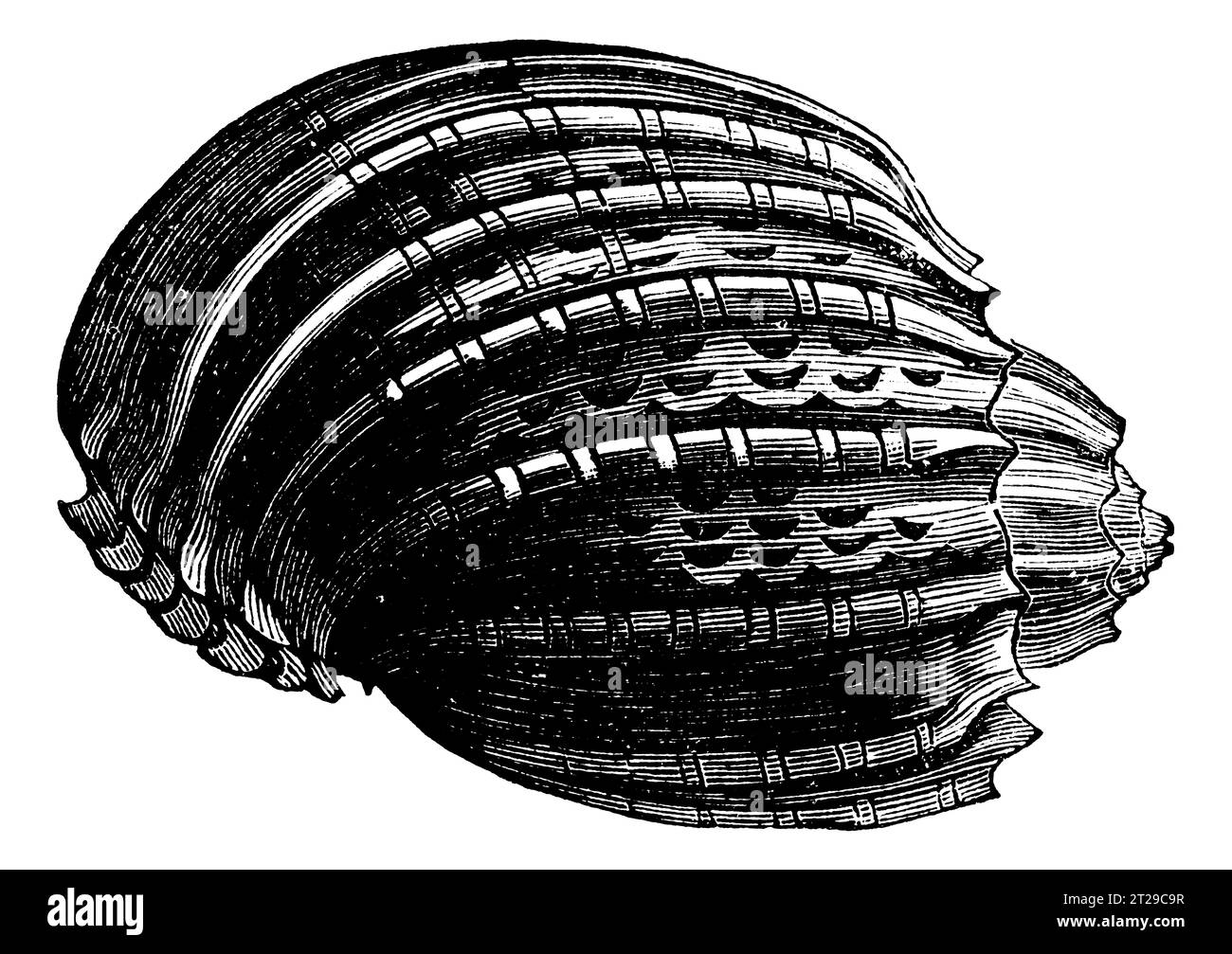 Restauré numériquement à partir de 'The Condensed American Encyclopedia' publié en 1882. Banque D'Images