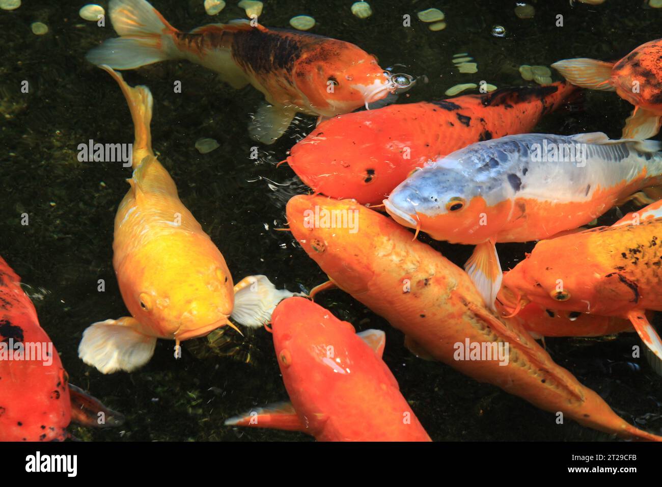 De beaux poissons koi japonais ou des carpes nagent dans l