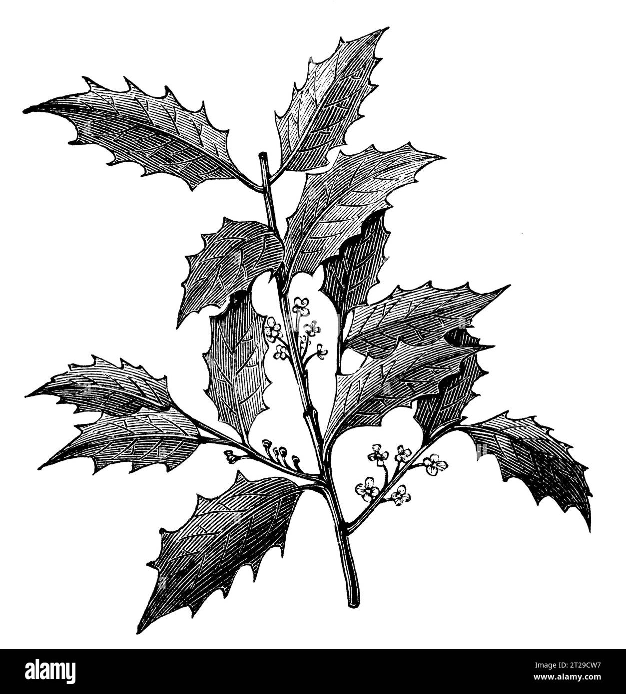 Ilex opaca, restauré numériquement à partir de 'The Condensed American Encyclopedia' publié en 1882. Banque D'Images