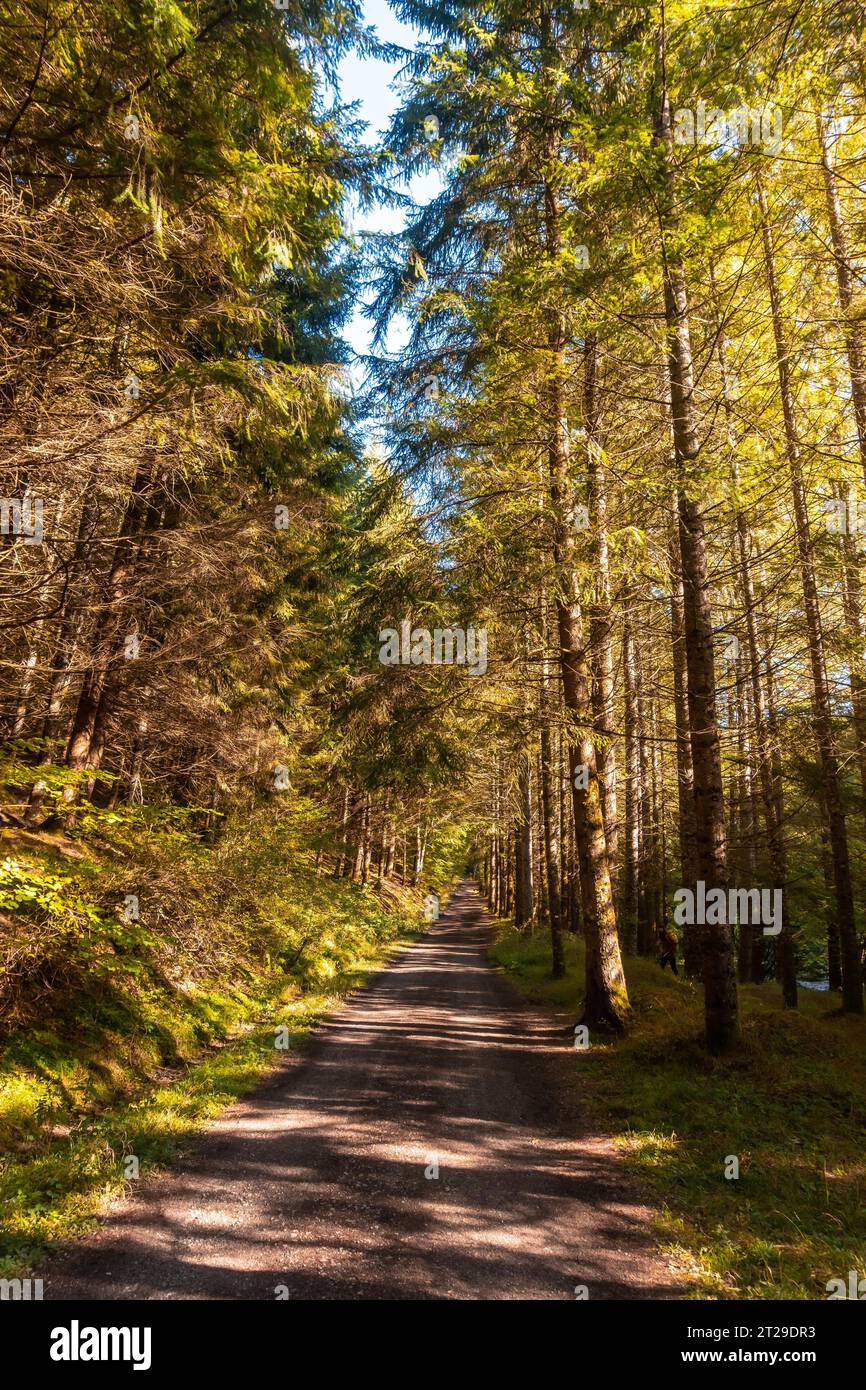 Forêt d'Irati ou jungle en automne, sentier des maisons d'Irati. Ochagavia, nord de la Navarre en Espagne Banque D'Images