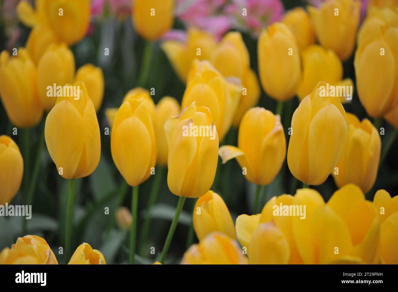 Tulipes tardives jaunes simples (Tulipa) Big Smile fleurissent dans un jardin en avril Banque D'Images