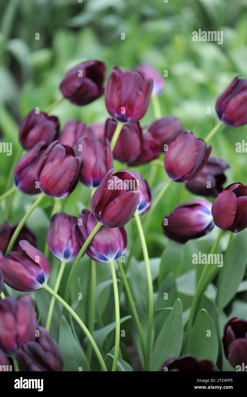 Tulipes triomphes violettes foncées (Tulipa) le haricot noir fleurit dans un jardin en avril Banque D'Images