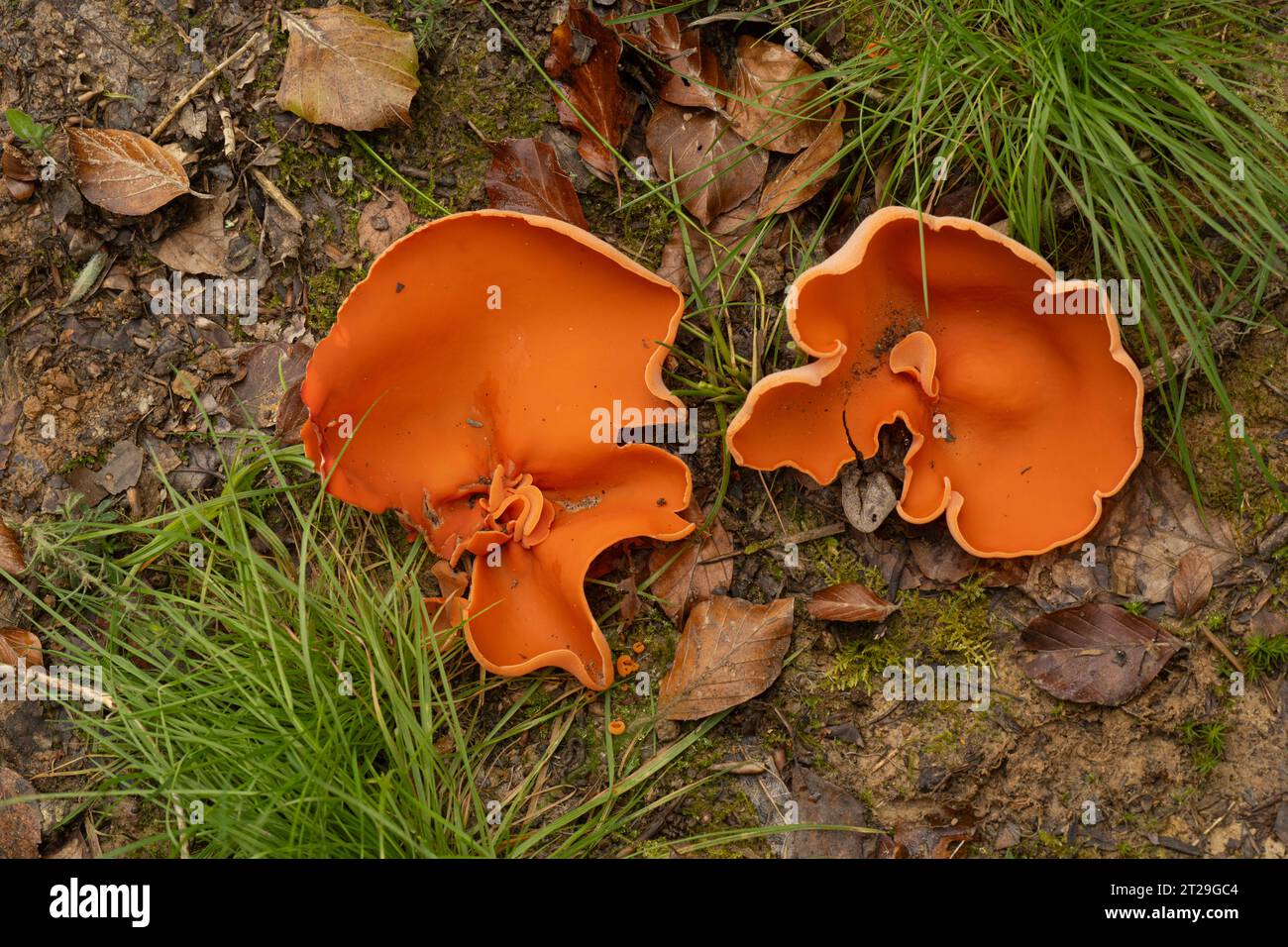 Champignon de l'écorce d'orange : Aleuria aurantia. Sussex, Royaume-Uni Banque D'Images