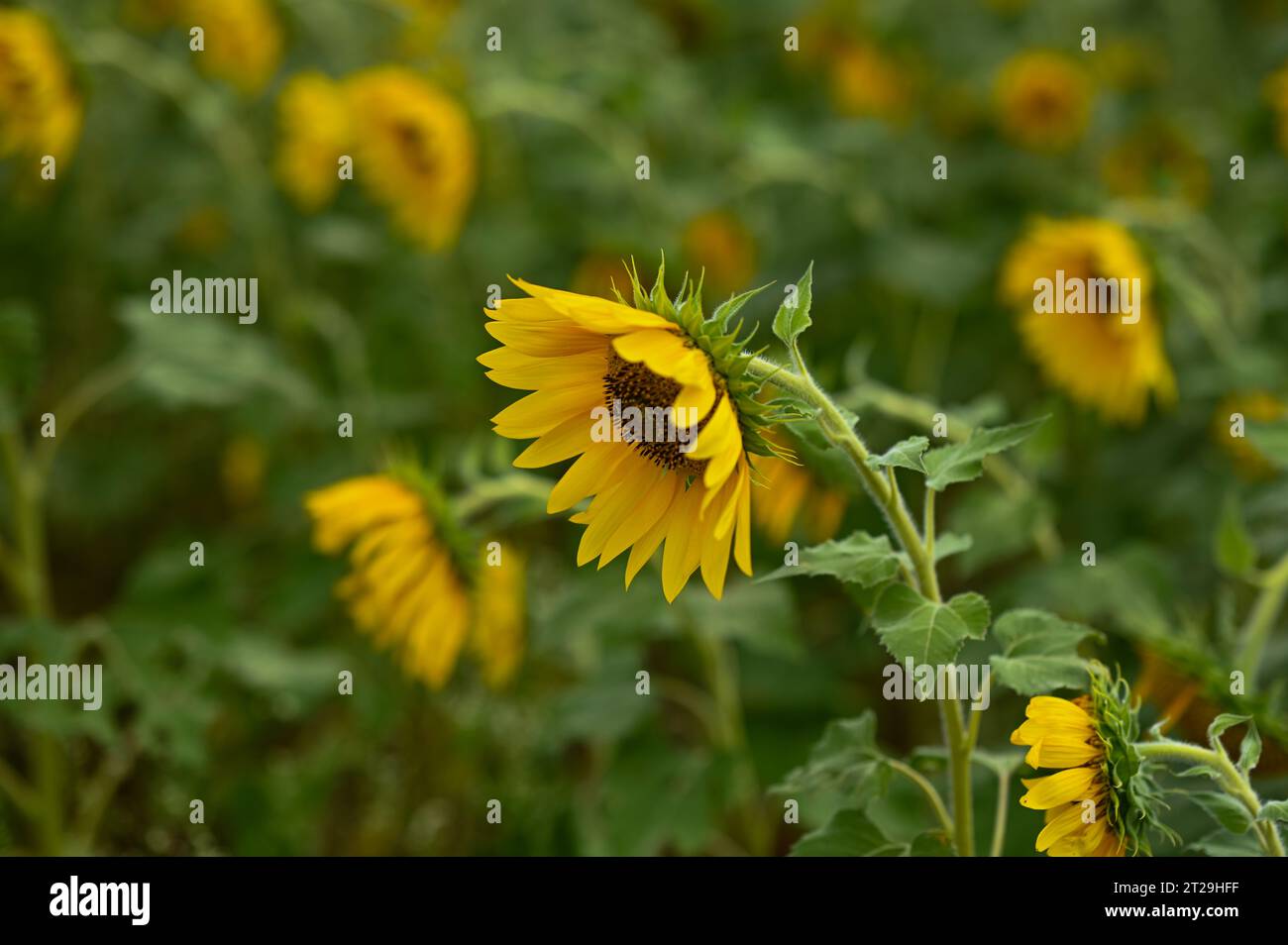Champ de tournesols en été du Karnataka, Inde Banque D'Images