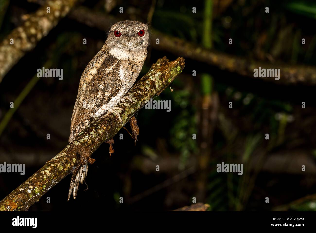La mouche papoue (Podargus papuensis) est une espèce d'oiseau de la famille des Podargidae, perchée sur une branche la nuit Banque D'Images