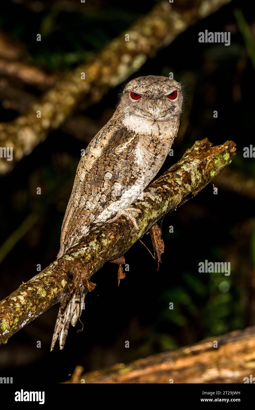 La mouche papoue (Podargus papuensis) est une espèce d'oiseau de la famille des Podargidae, perchée sur une branche la nuit Banque D'Images