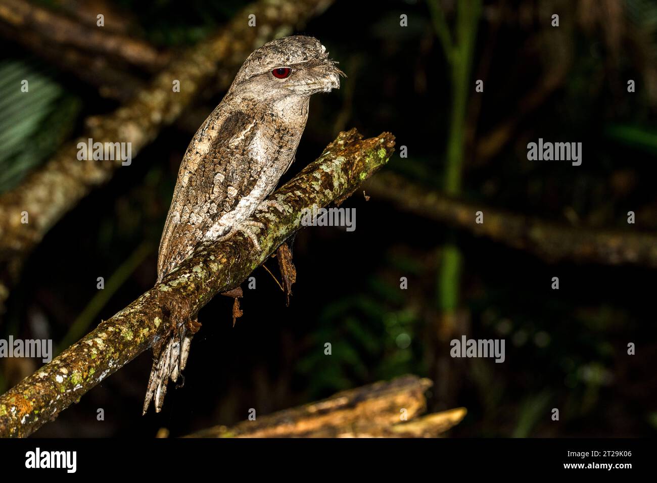 La mouche papoue (Podargus papuensis) est une espèce d'oiseau de la famille des Podargidae, perchée sur une branche la nuit Banque D'Images