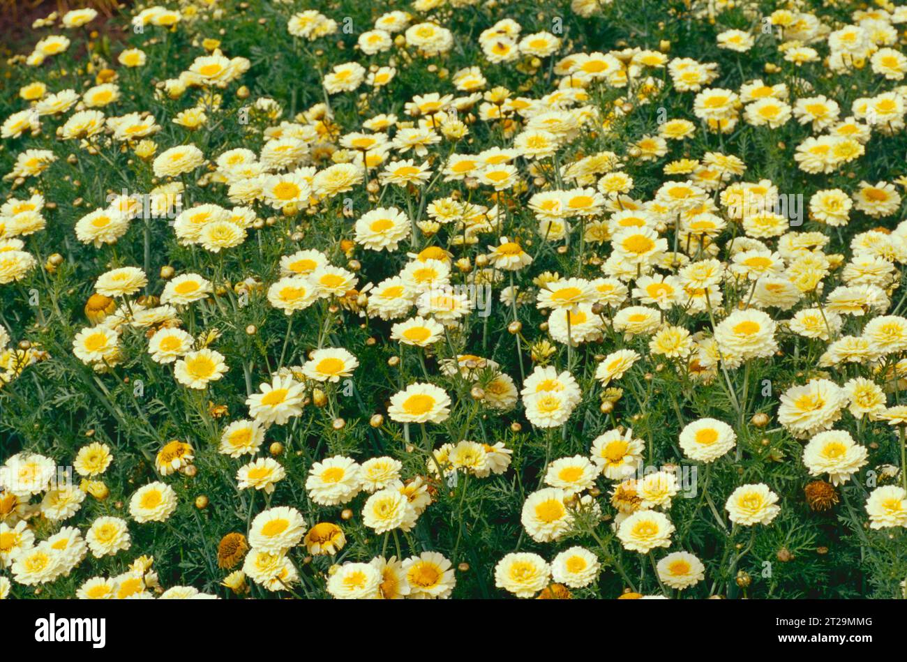 Chrysanthème coronarium 'Primrose GEm' Banque D'Images