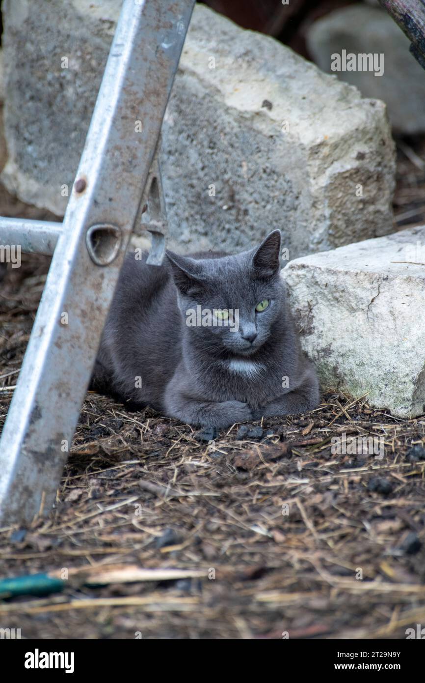 Un jeune chat de ferme gris dans une ferme dans le Wiltshire Angleterre Banque D'Images