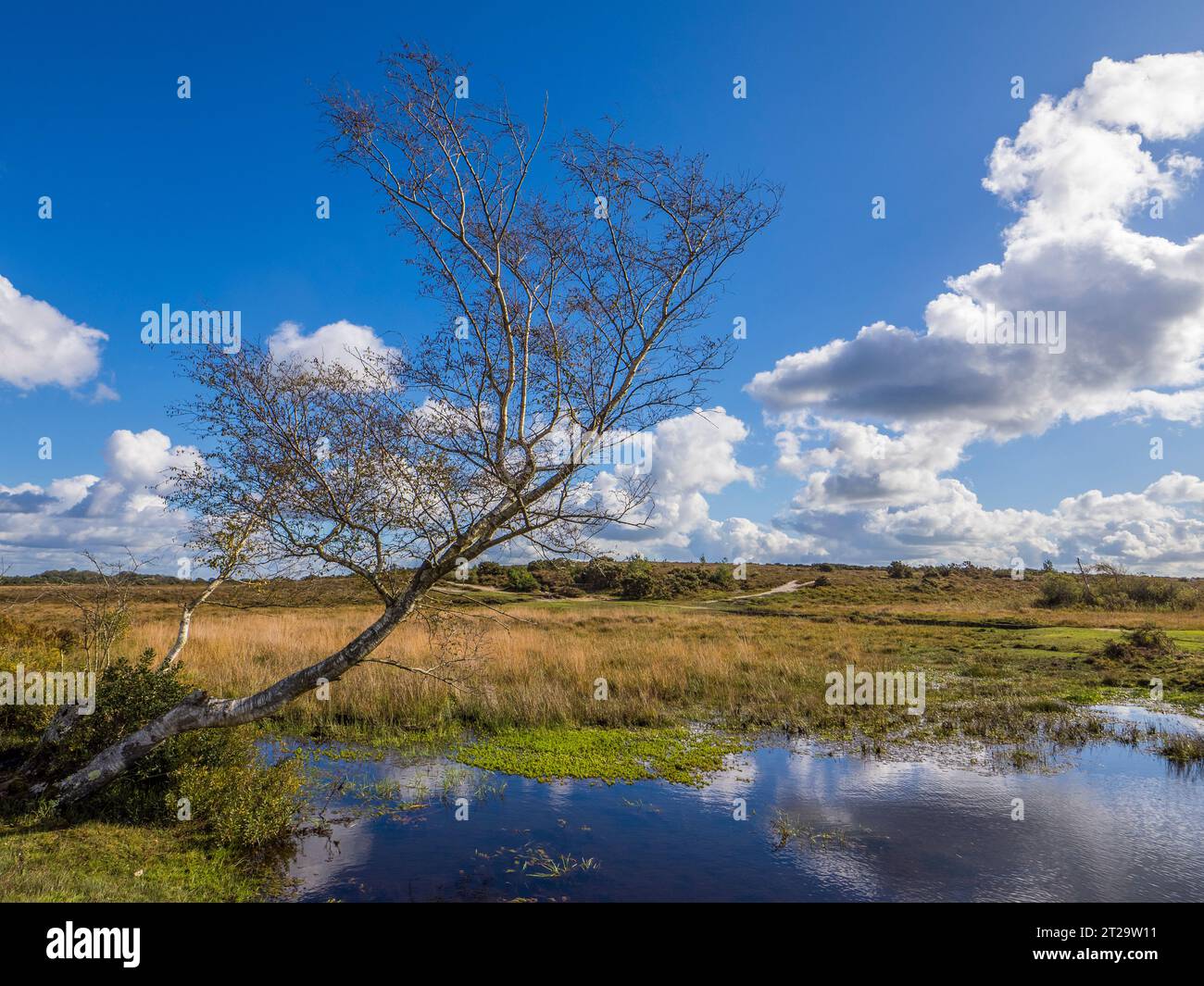 Lone Tree à côté de la piscine, landes ouvertes, ciel bleu et nuages blancs, Brockenhurst, Hampshire, Angleterre, Royaume-Uni, GO. Banque D'Images
