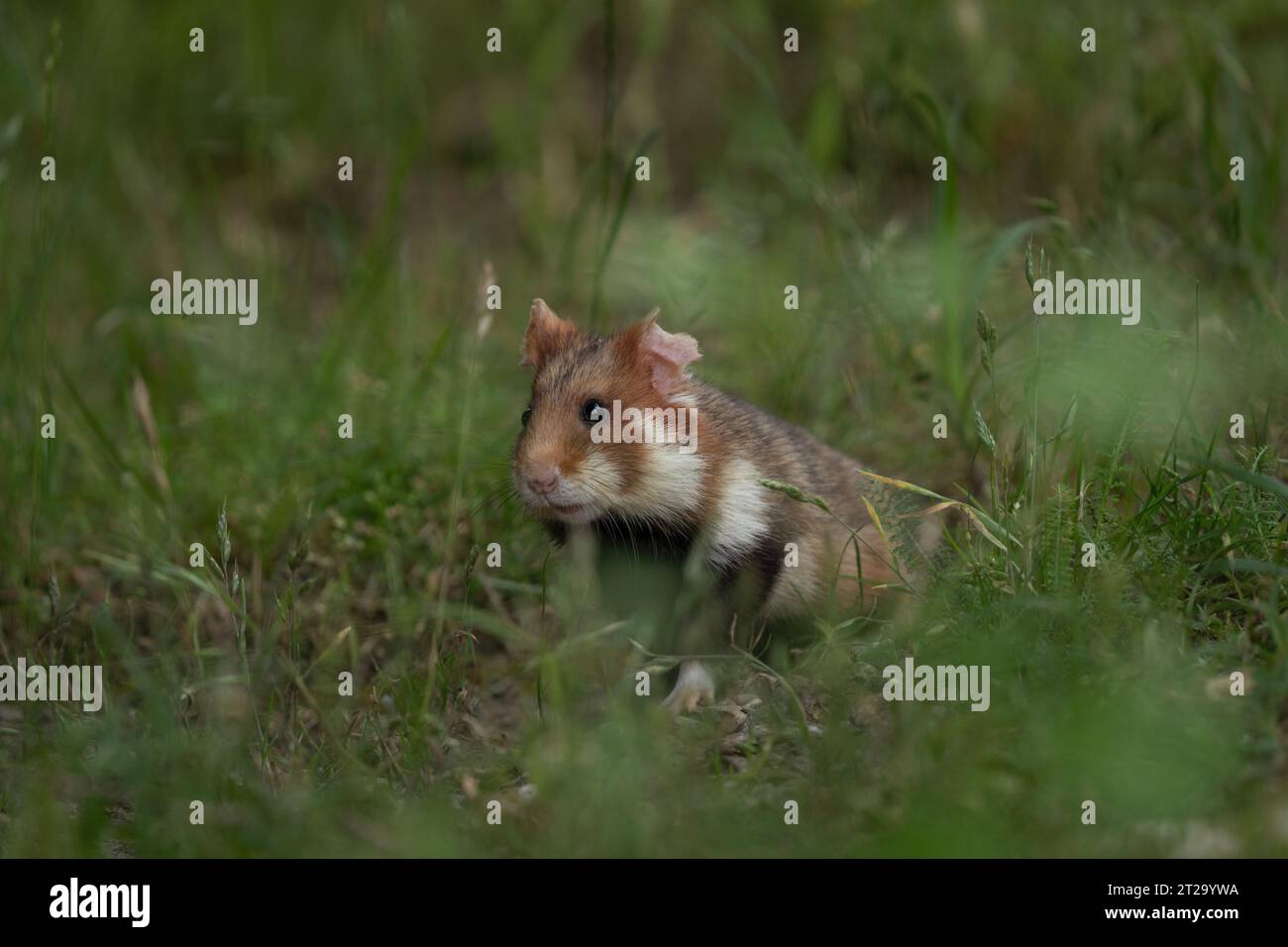 Le hamster européen se cache dans l'herbe. Les hamsters rares recherchent de la nourriture. Rongeur orange et blanc en Europe. Faune pendant l'été. Banque D'Images