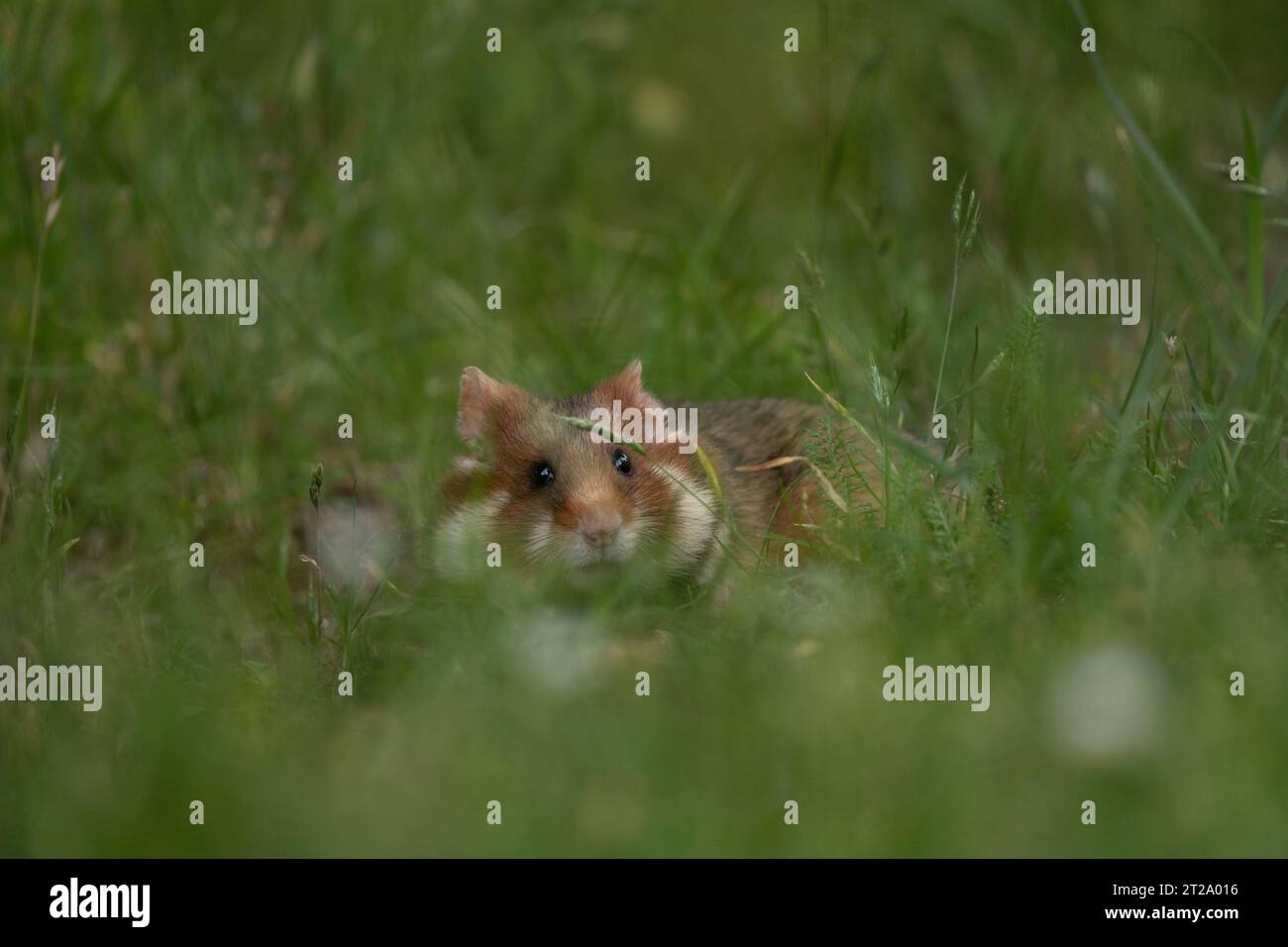 Le hamster européen se cache dans l'herbe. Les hamsters rares recherchent de la nourriture. Rongeur orange et blanc en Europe. Faune pendant l'été. Banque D'Images Le hamster européen se cache dans l'herbe. Les hamsters rares recherchent de la nourriture. Rongeur orange et blanc en Europe. Faune pendant l'été. Banque D'Images