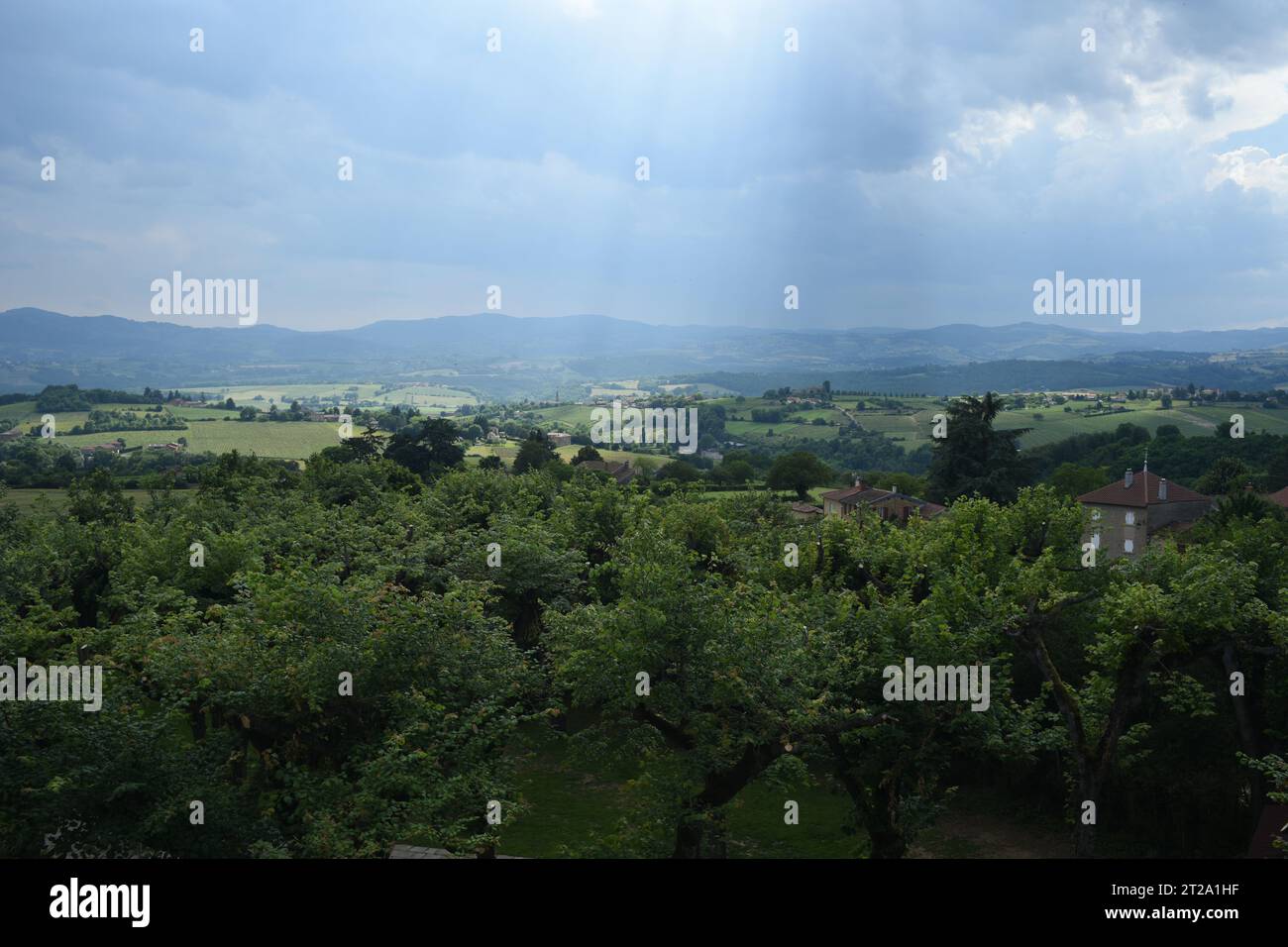 La pluie grouille et la lumière tamisée, regardant à travers le verger de cerisiers dans la vallée verdoyante, les terres agricoles et les collines ondulantes, le Bois-d'Oingt, France Banque D'Images