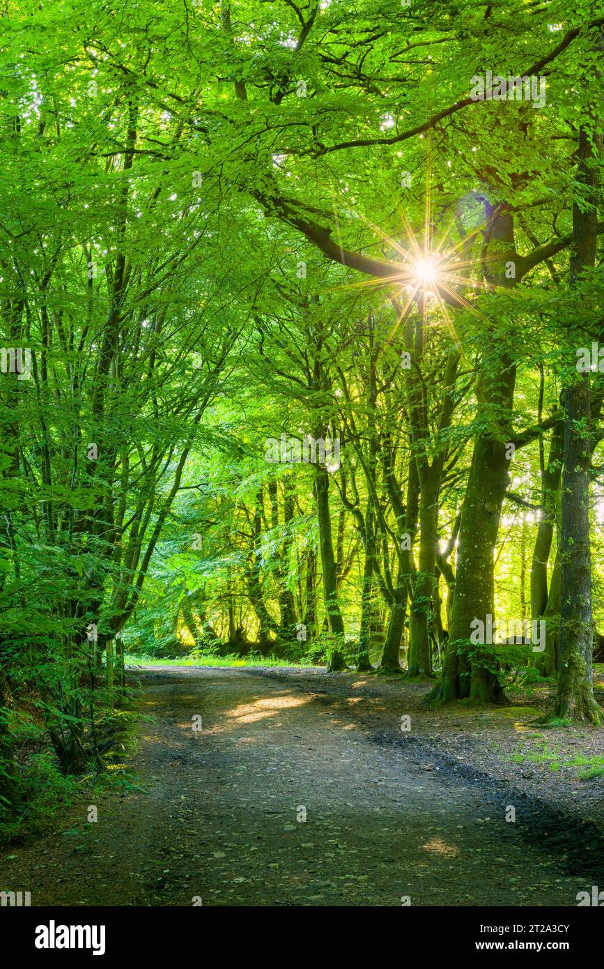 Le chemin de pont à travers Whitehall Plantation à Culm Davey Hill dans les Blackdown Hills, Devon, Angleterre. Banque D'Images